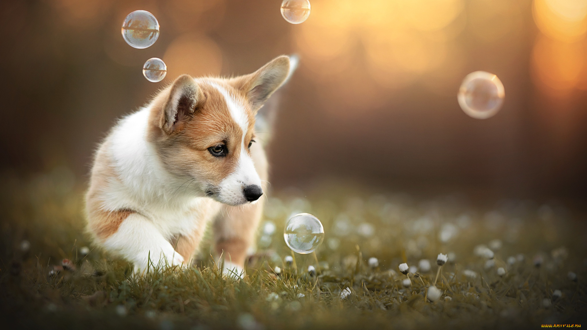 животные, собаки, друг