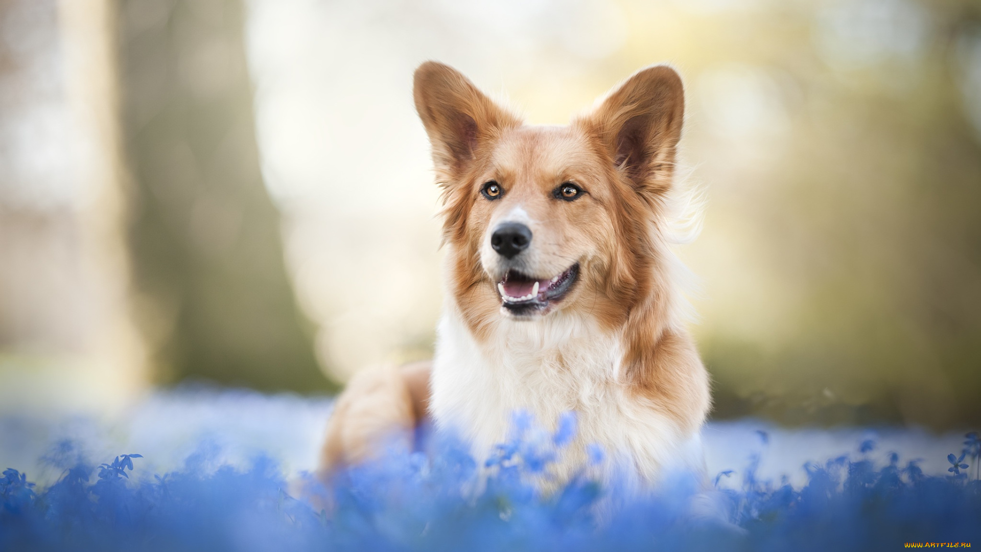 животные, собаки, весна