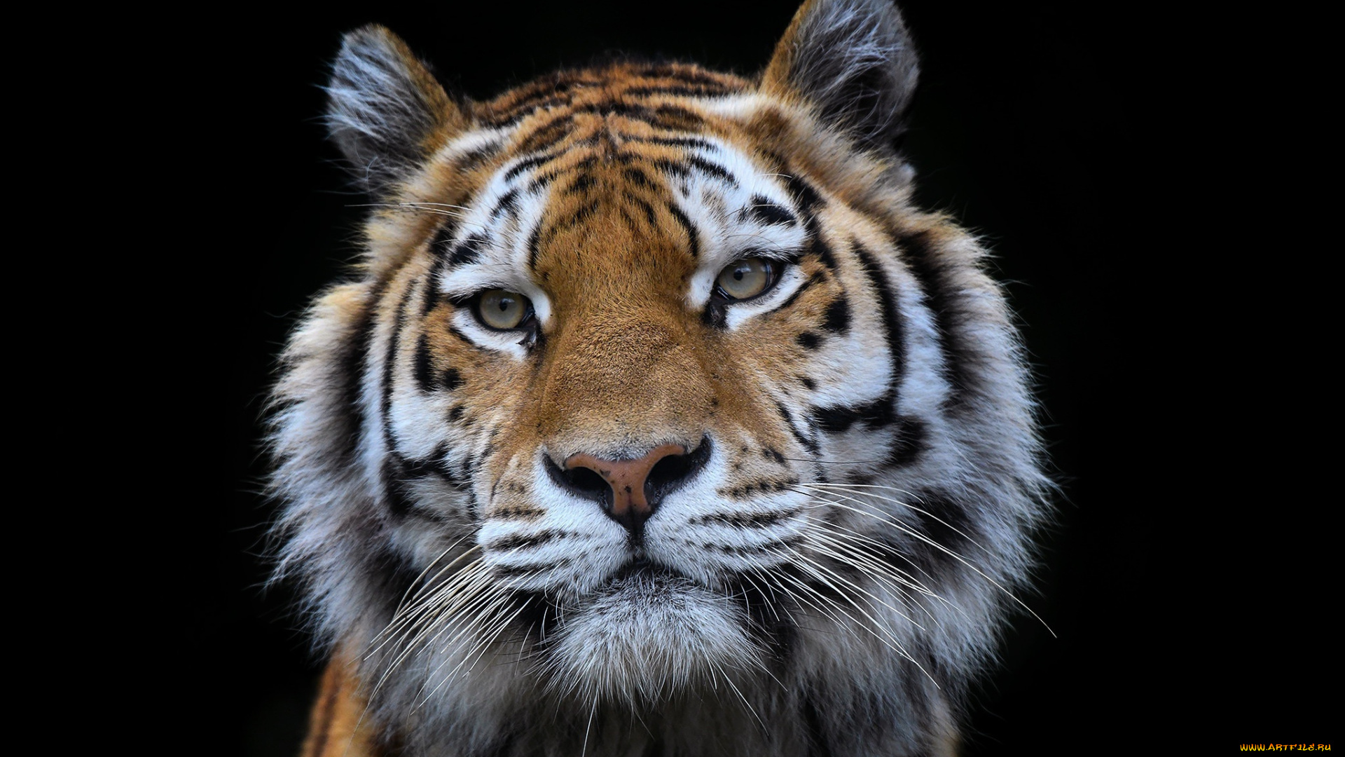 животные, тигры, портрет