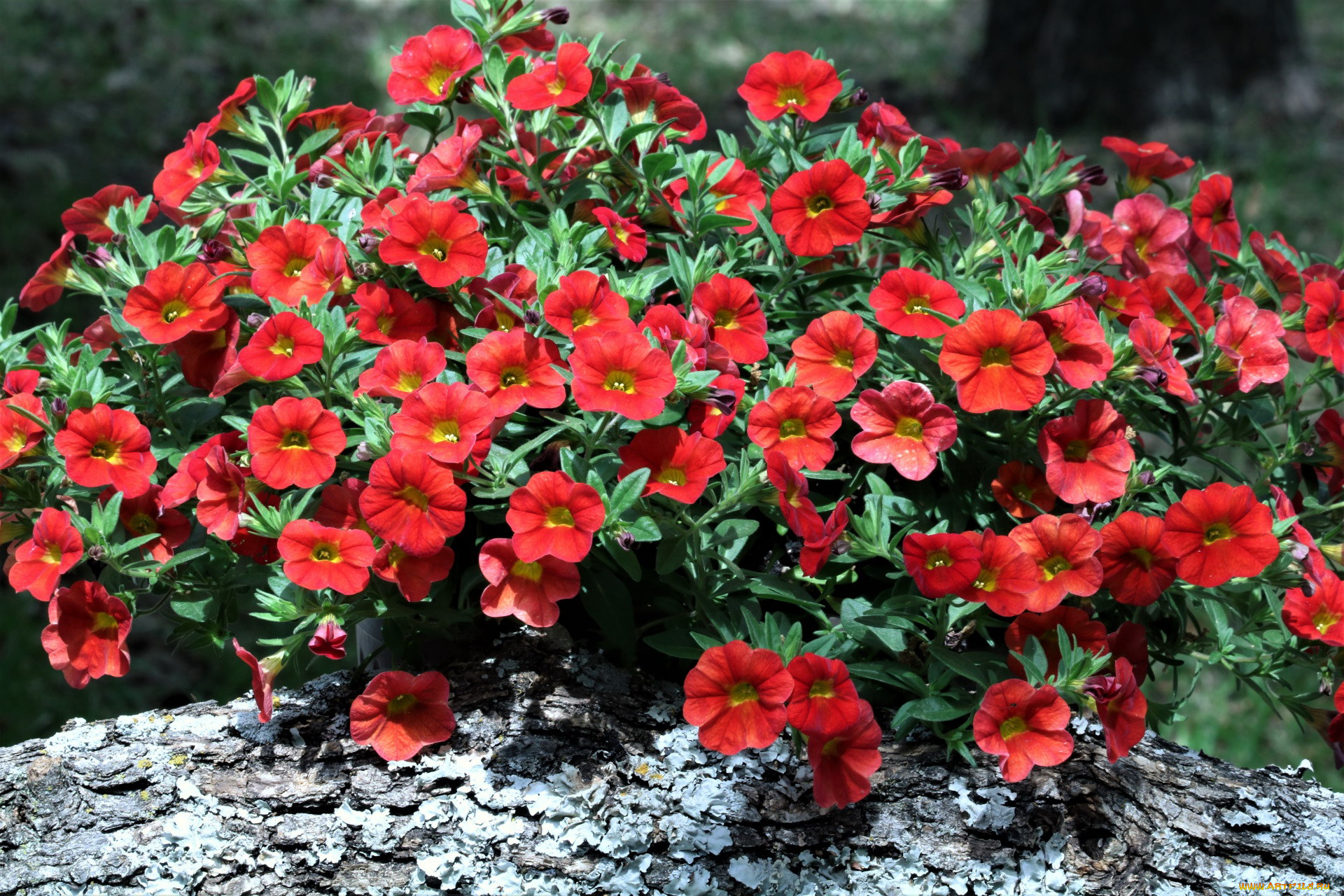 цветы, петунии, , калибрахоа, калибрахоа