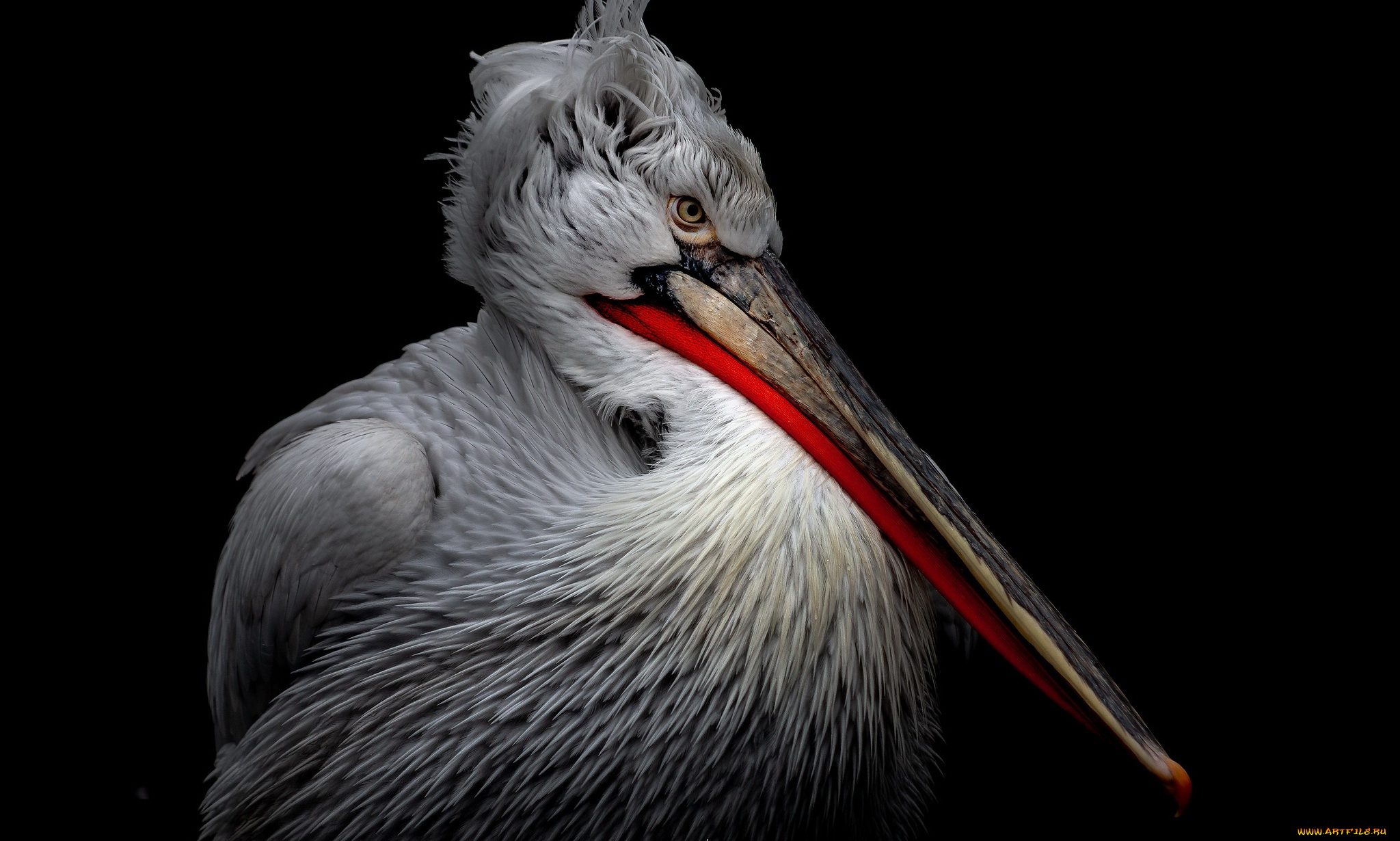 животные, пеликаны, пеликан