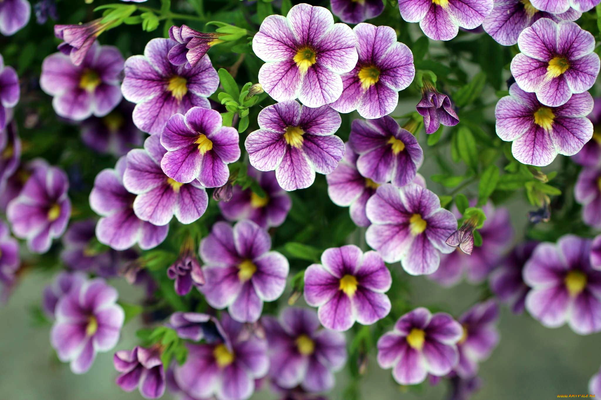 цветы, петунии, , калибрахоа, калибрахоа