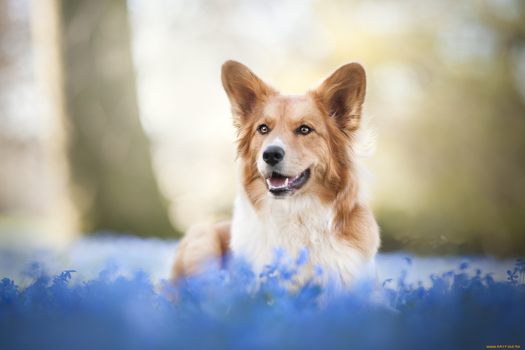 животные, собаки, весна