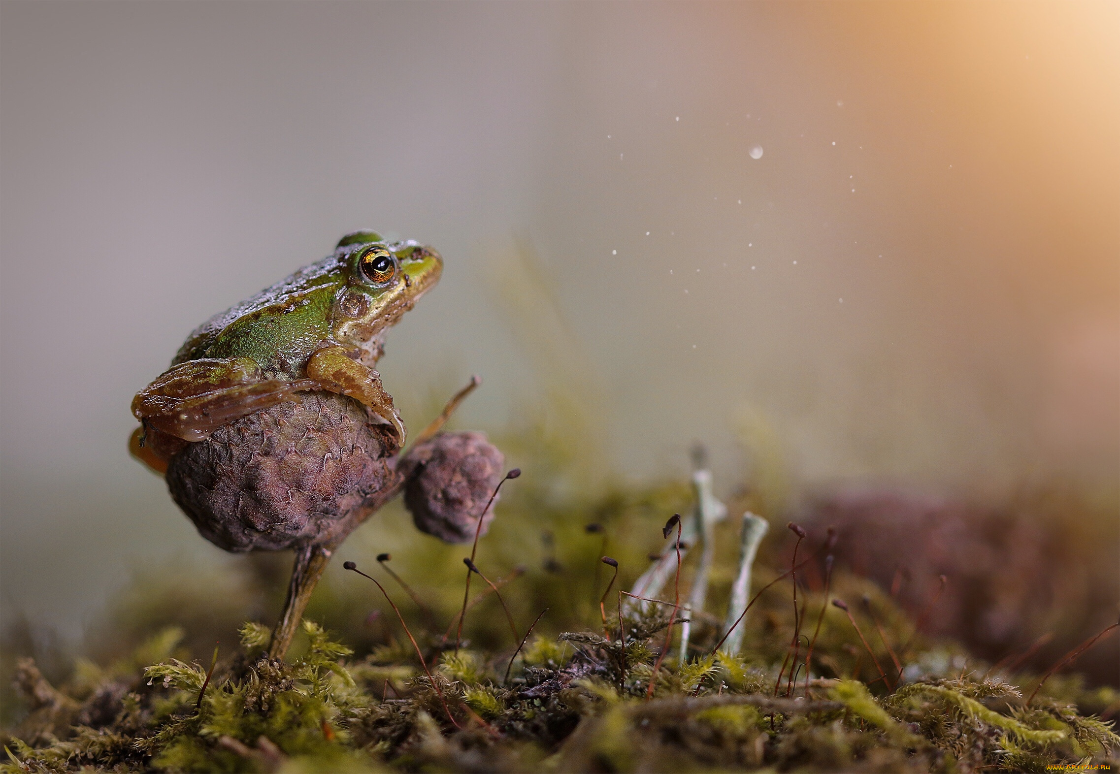 животные, лягушки, лягушка