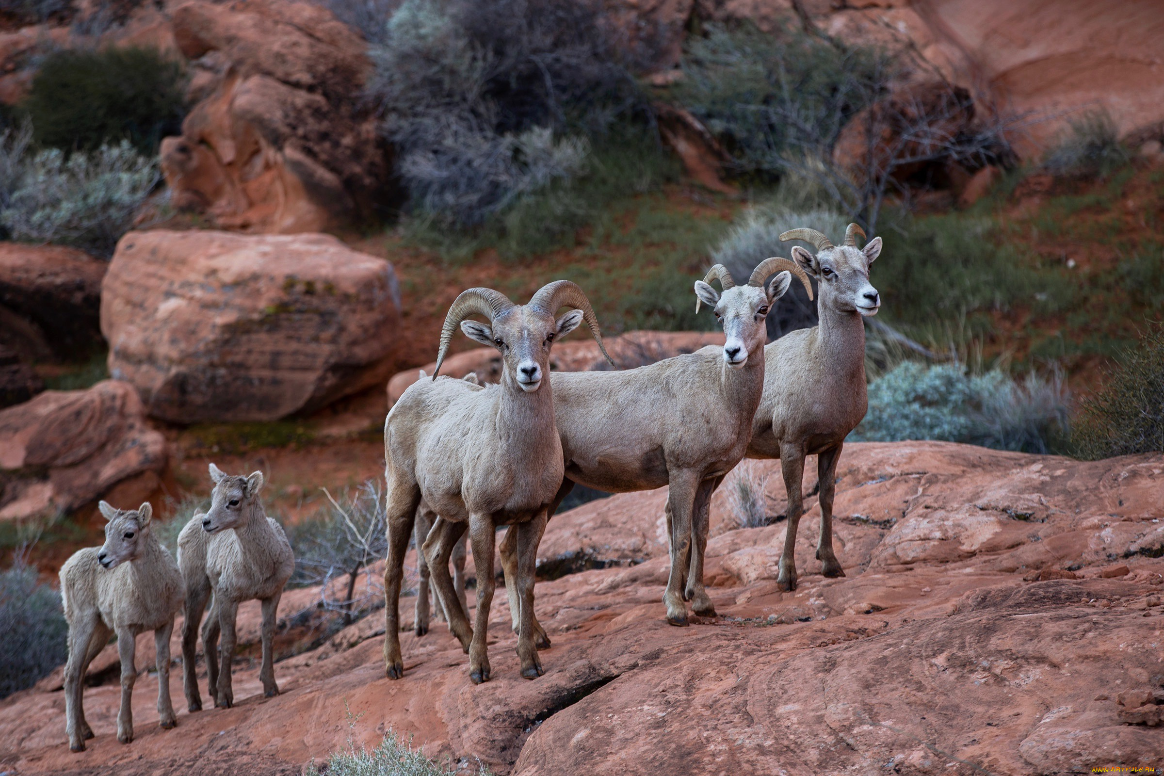 животные, овцы, , бараны, бараны