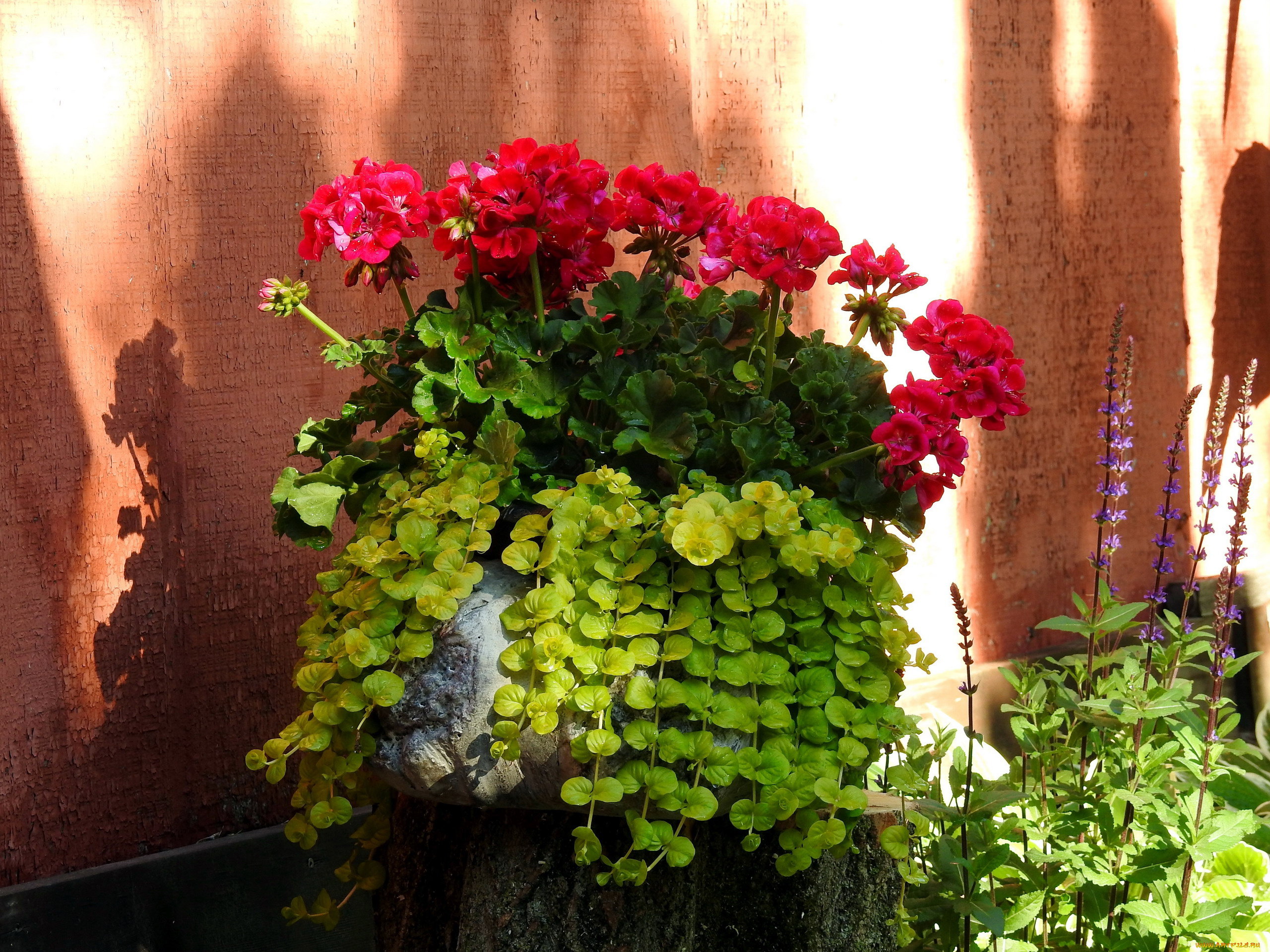 цветы, герань, композиция