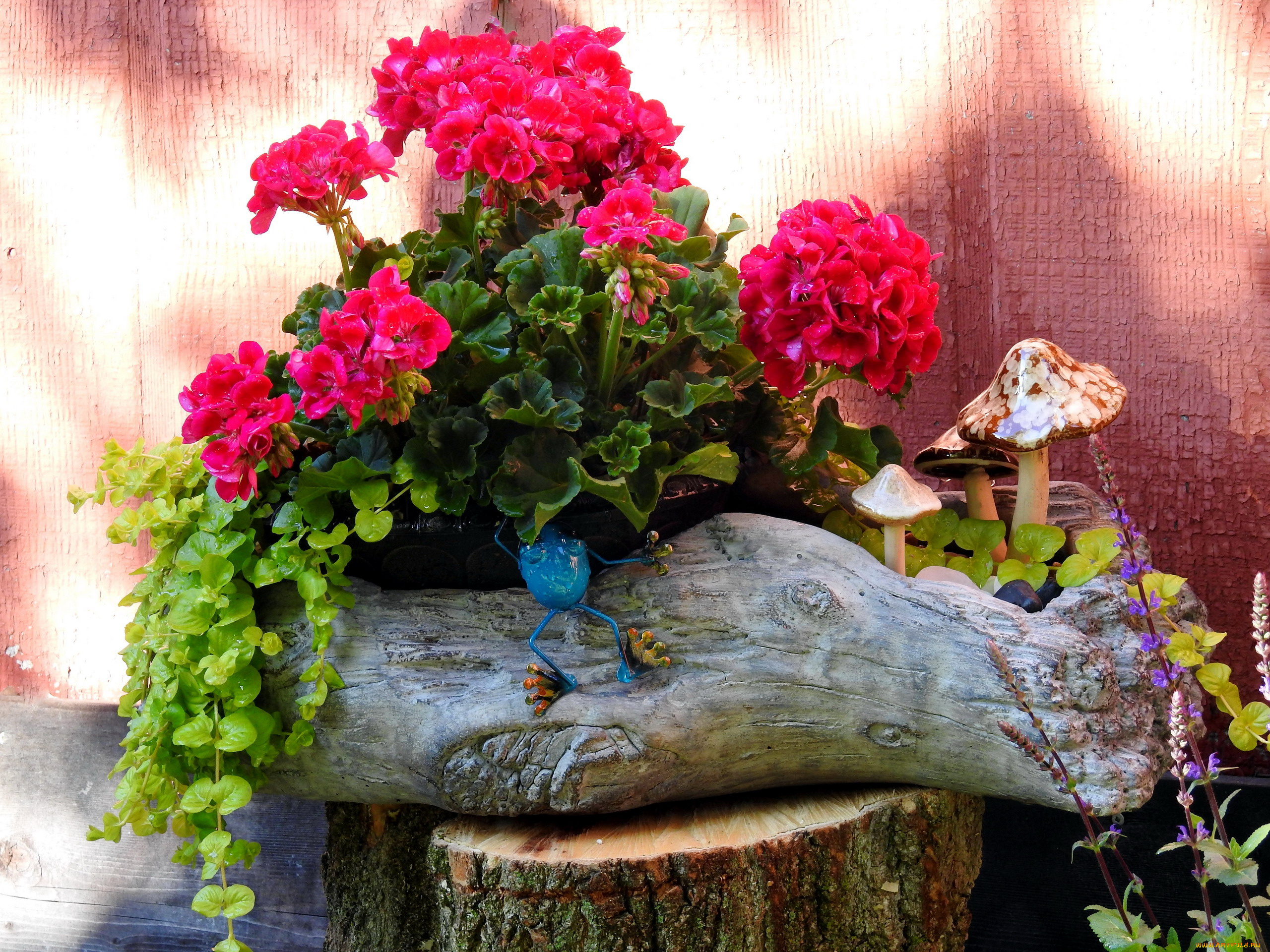 цветы, герань, композиция