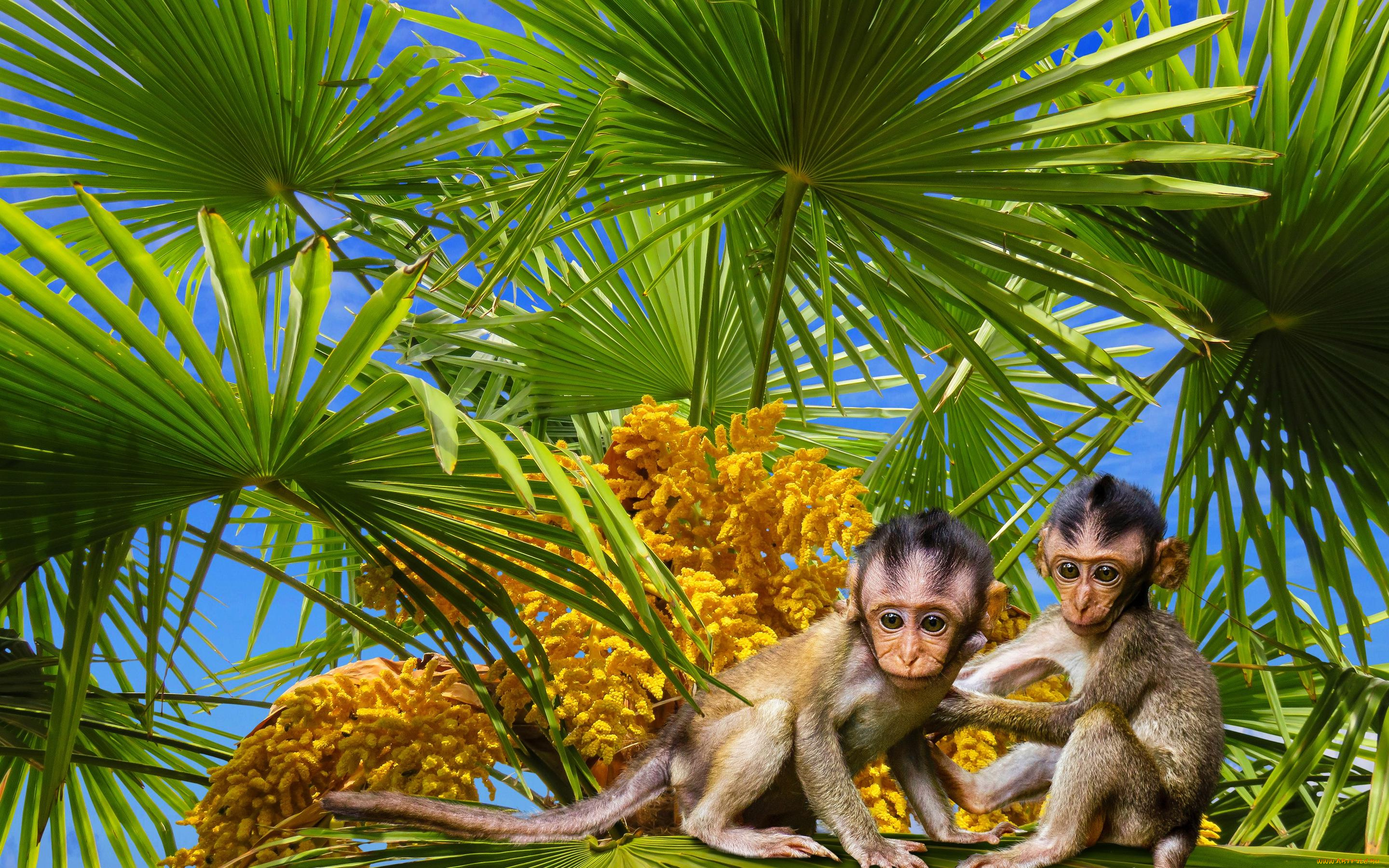 животные, обезьяны