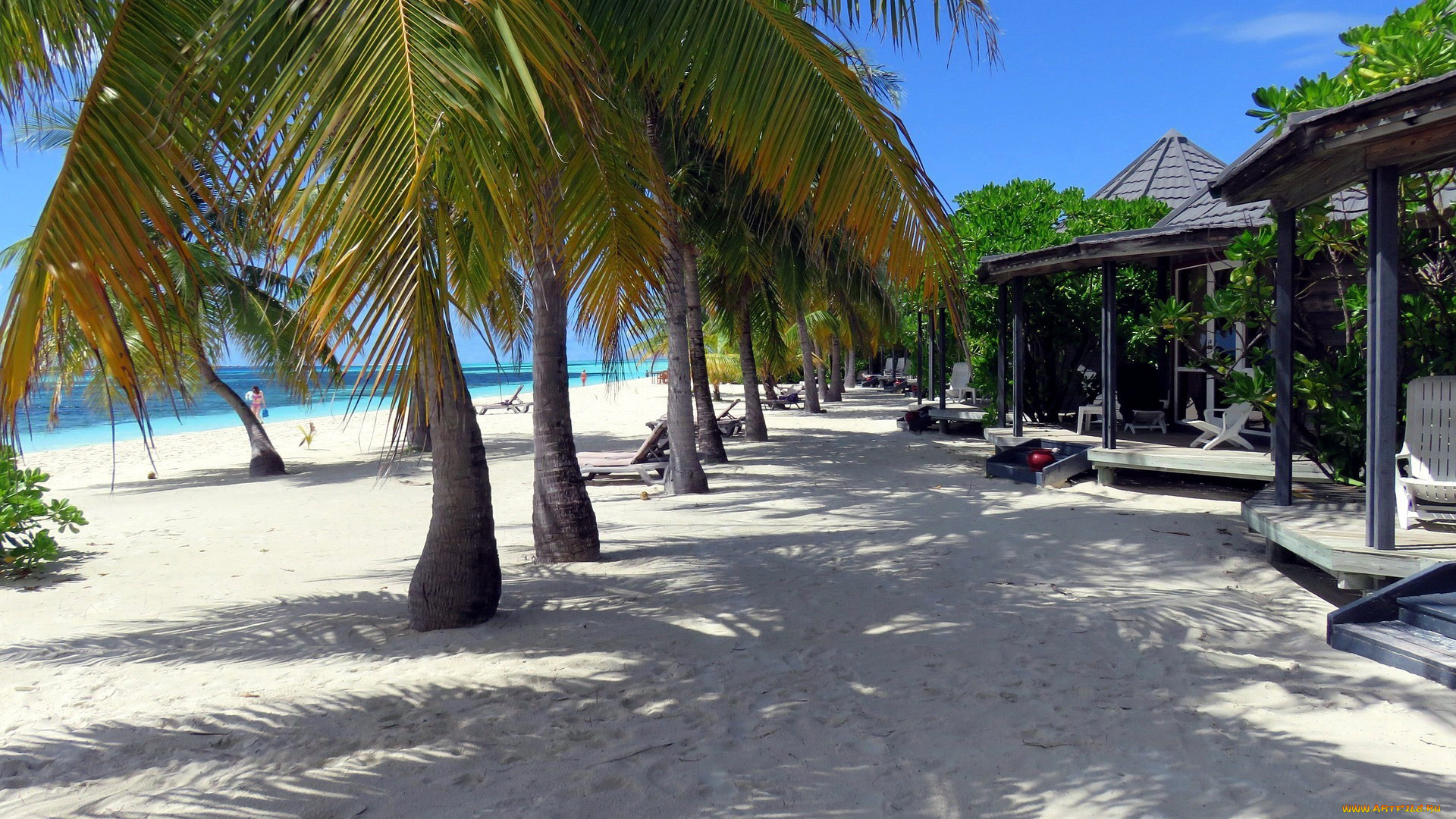 maldives, природа, тропики