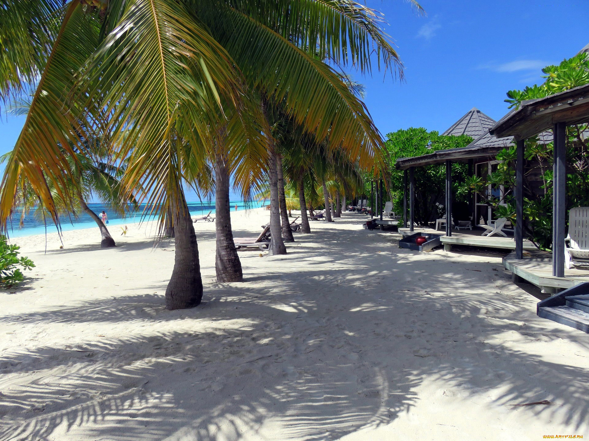 maldives, природа, тропики