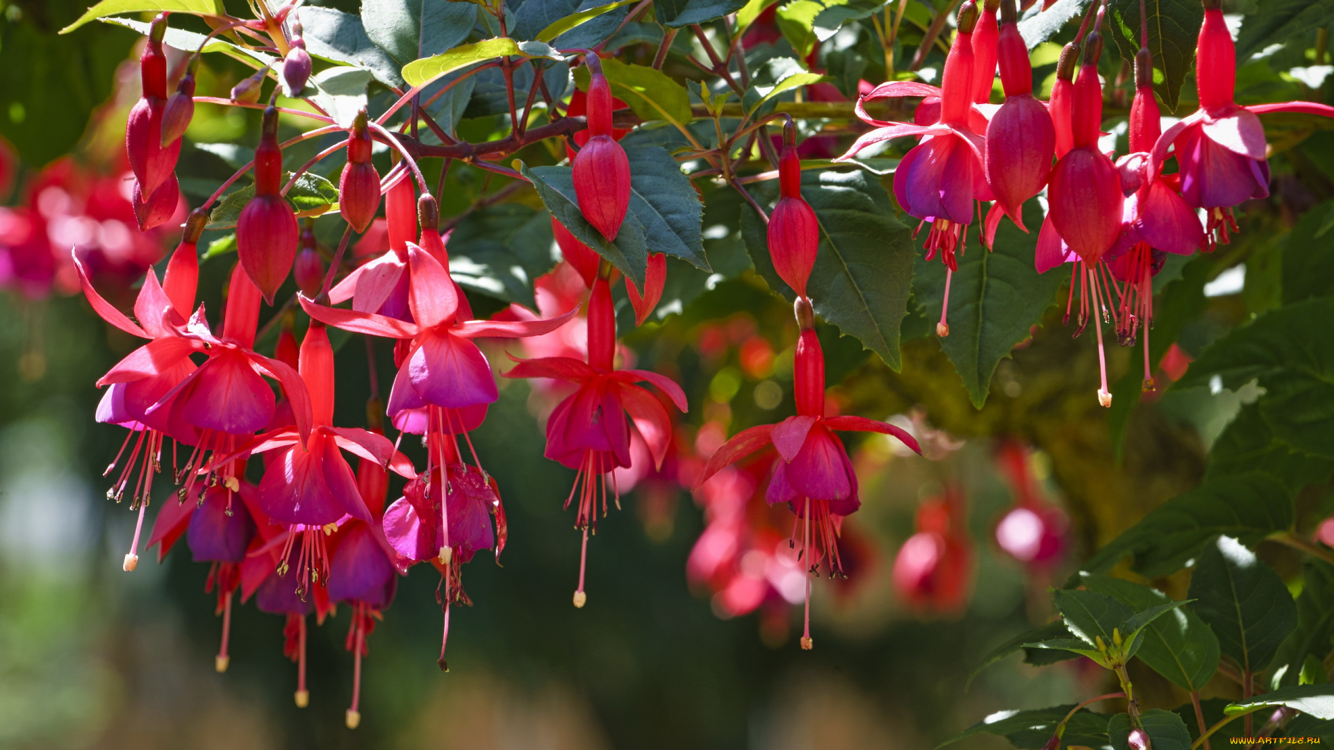цветы, фуксия, розовые, бутоны