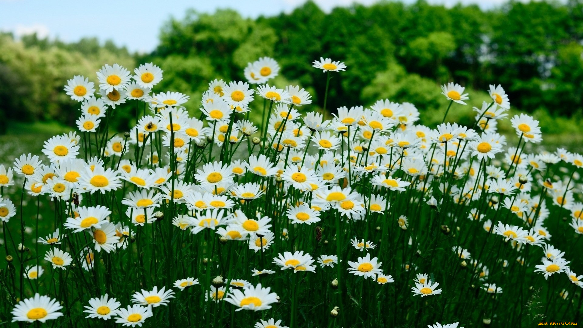 цветы, ромашки, белые
