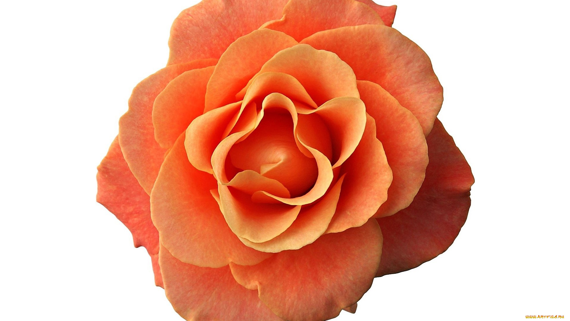 цветы, розы, роза