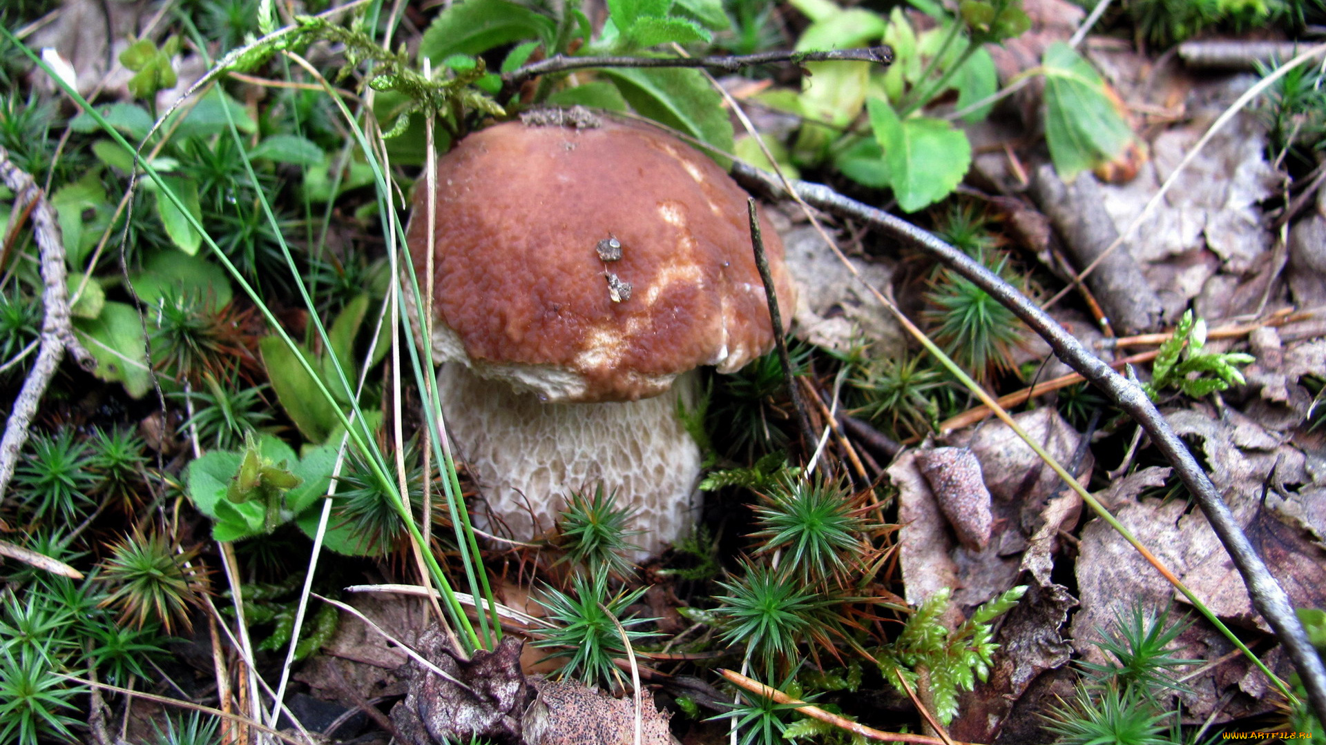 природа, грибы, боровик