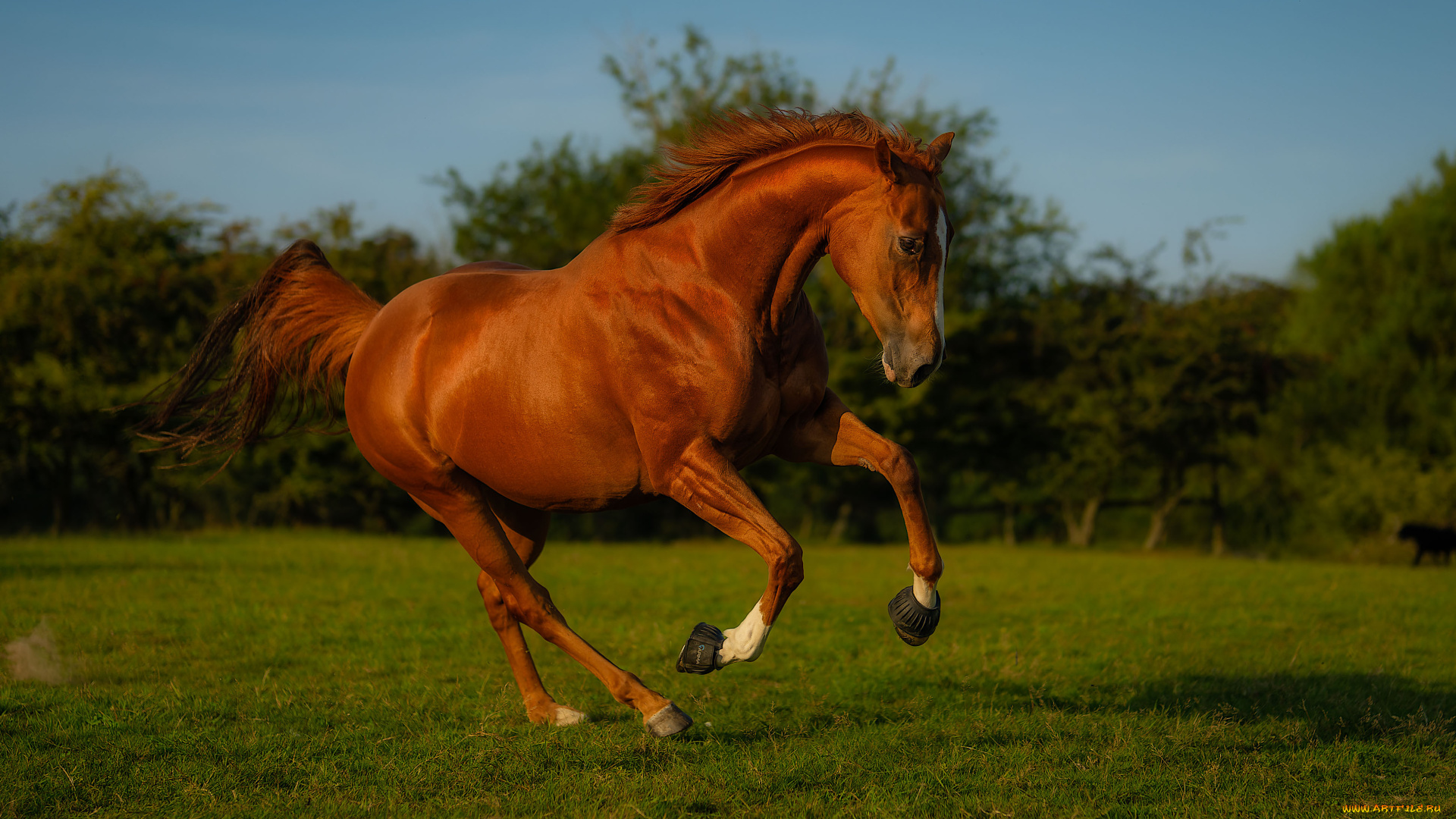 животные, лошади, лошадь, гнедая, лужайка