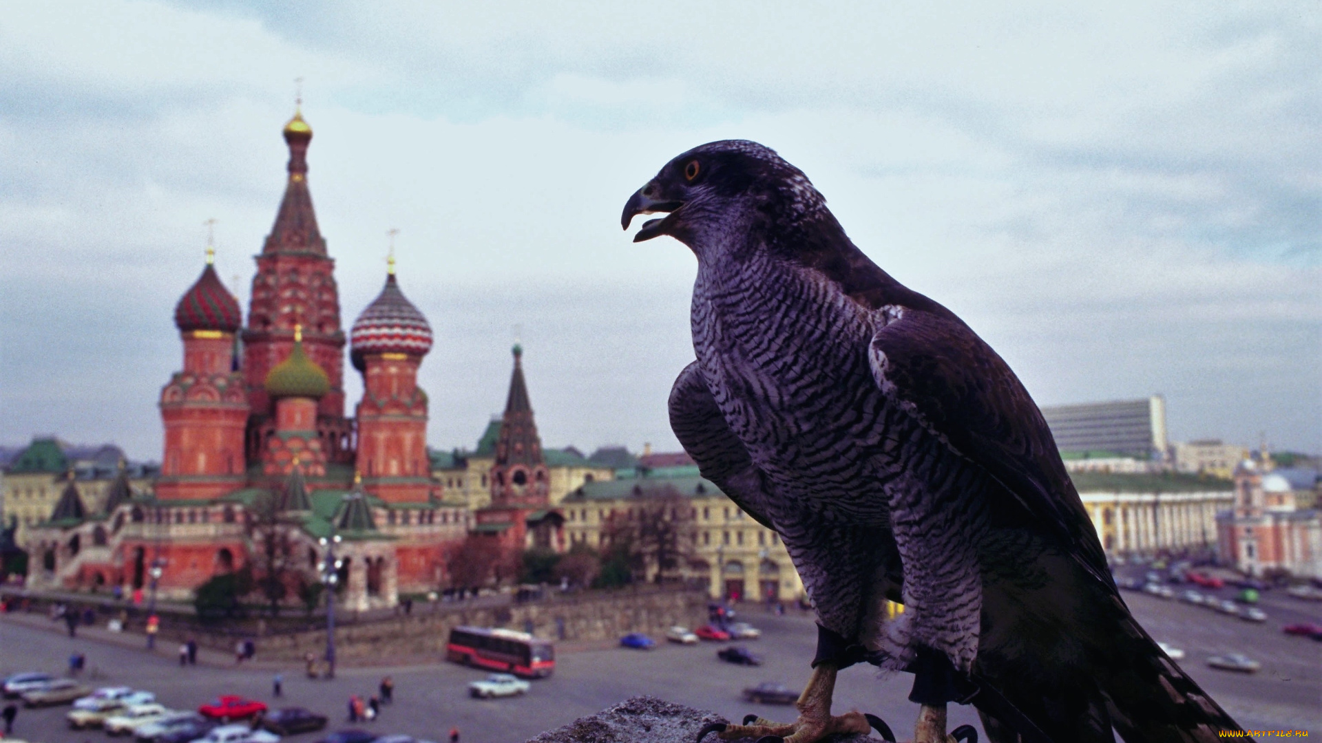 животные, птицы, -, хищники, ястреб, москва