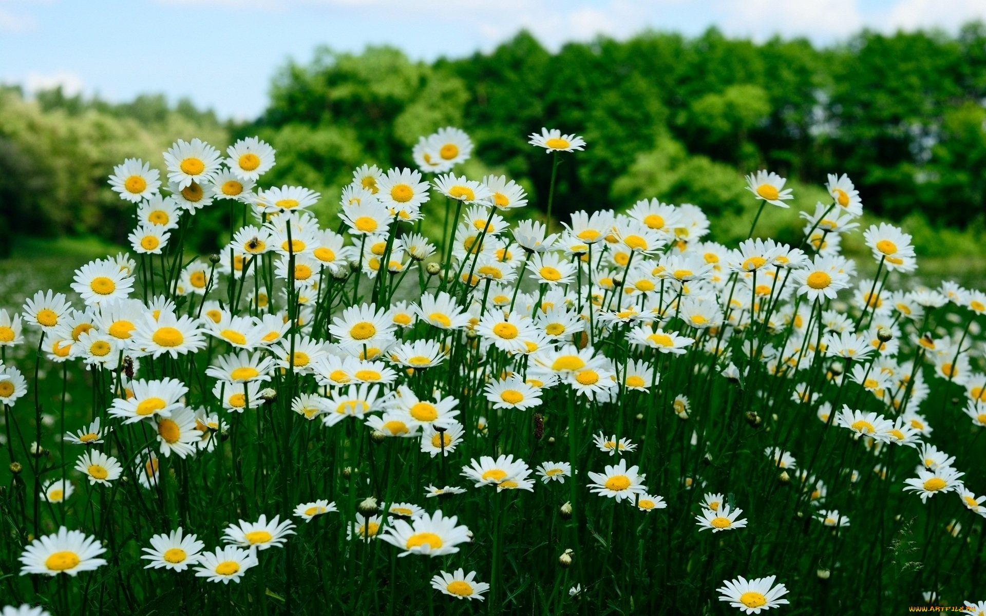 цветы, ромашки, белые