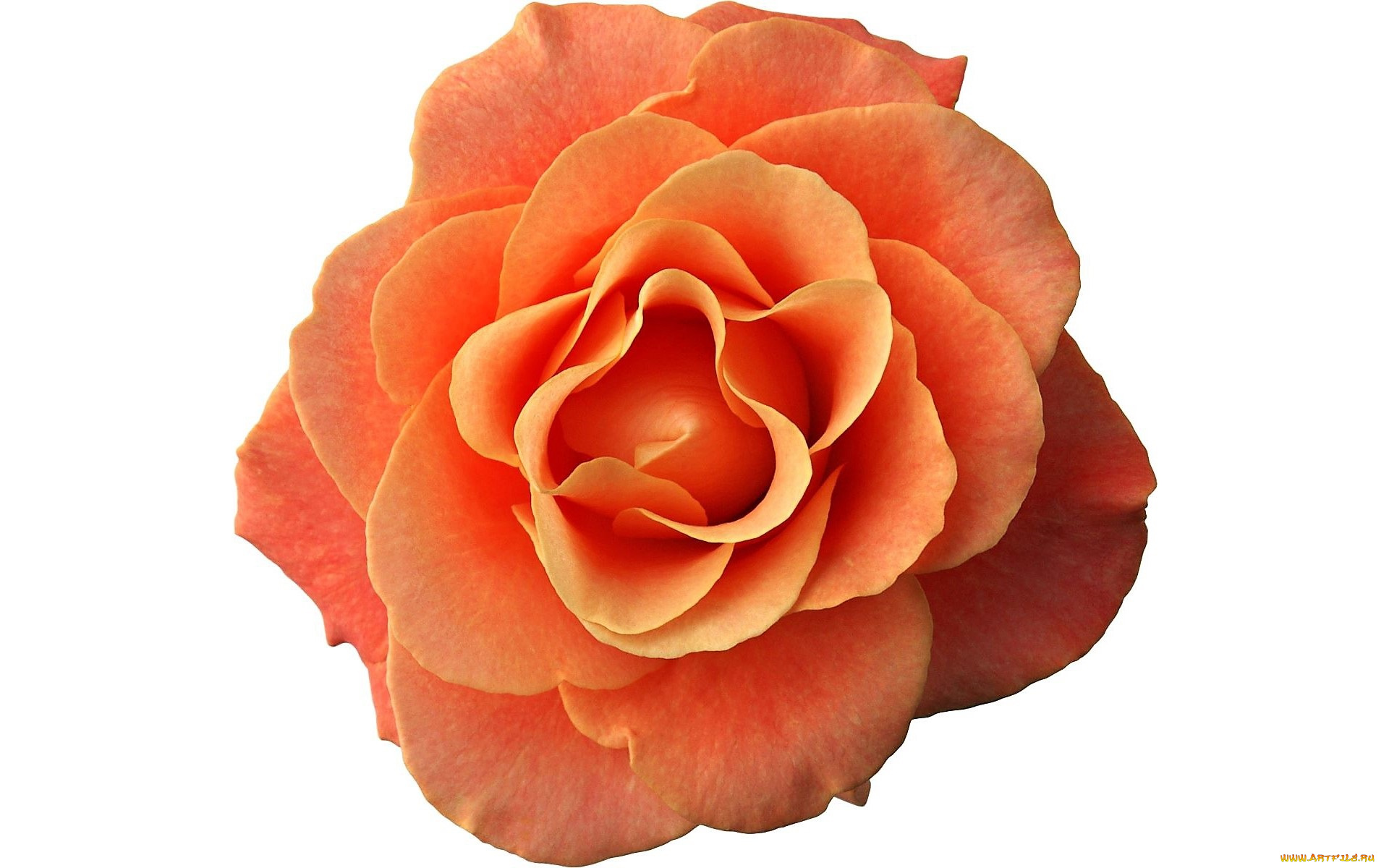 цветы, розы, роза