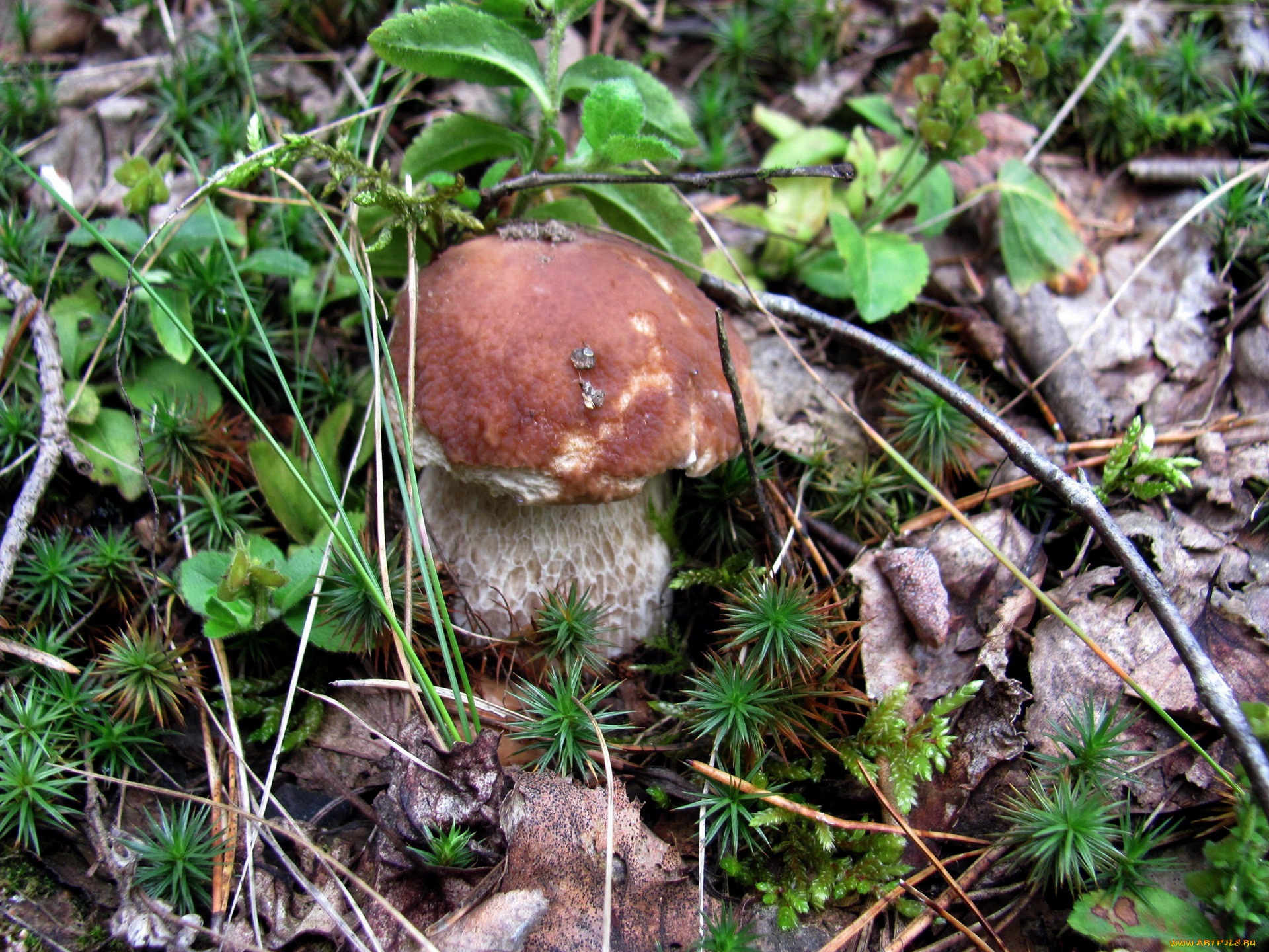 природа, грибы, боровик