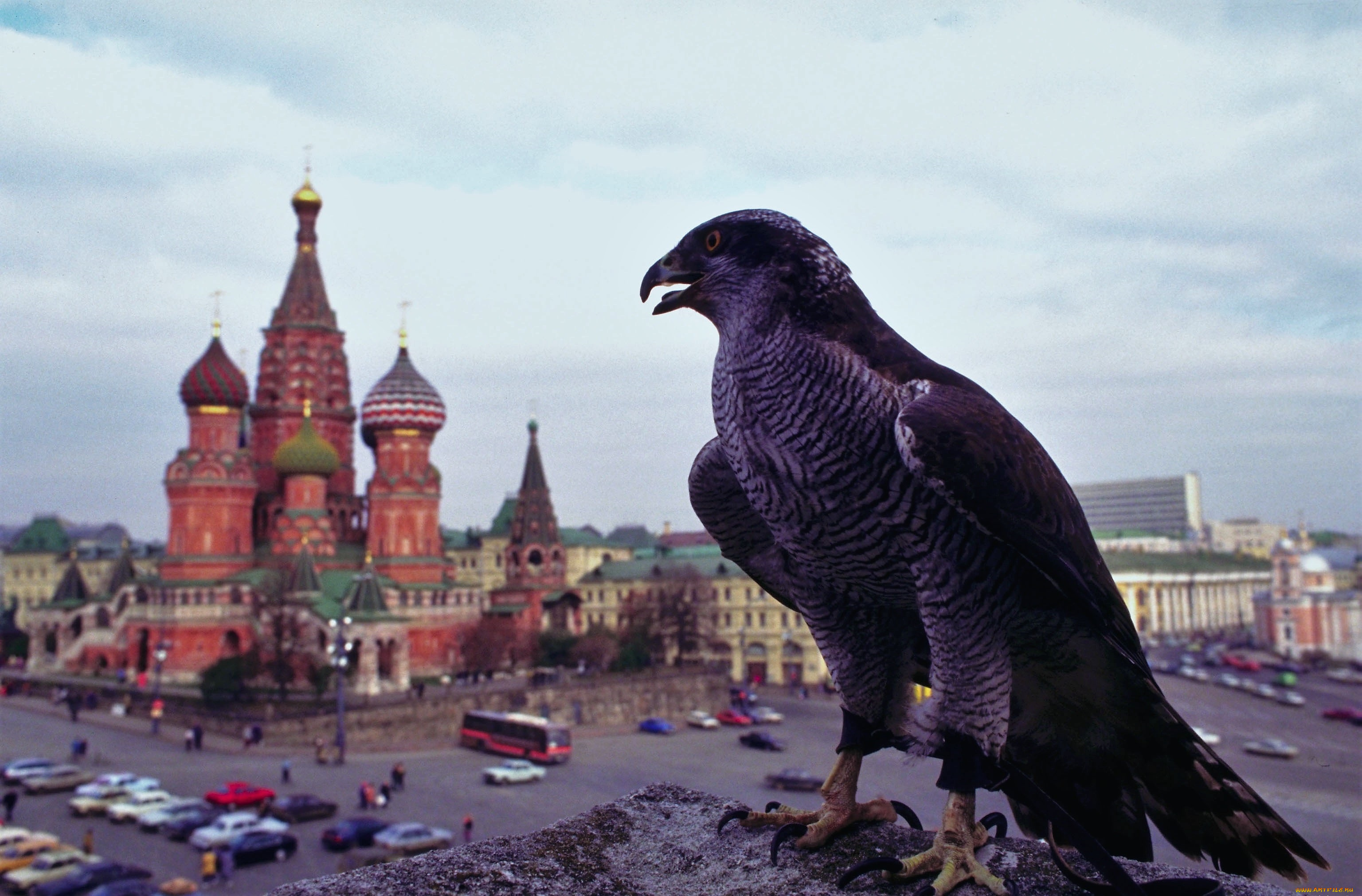 животные, птицы, -, хищники, ястреб, москва