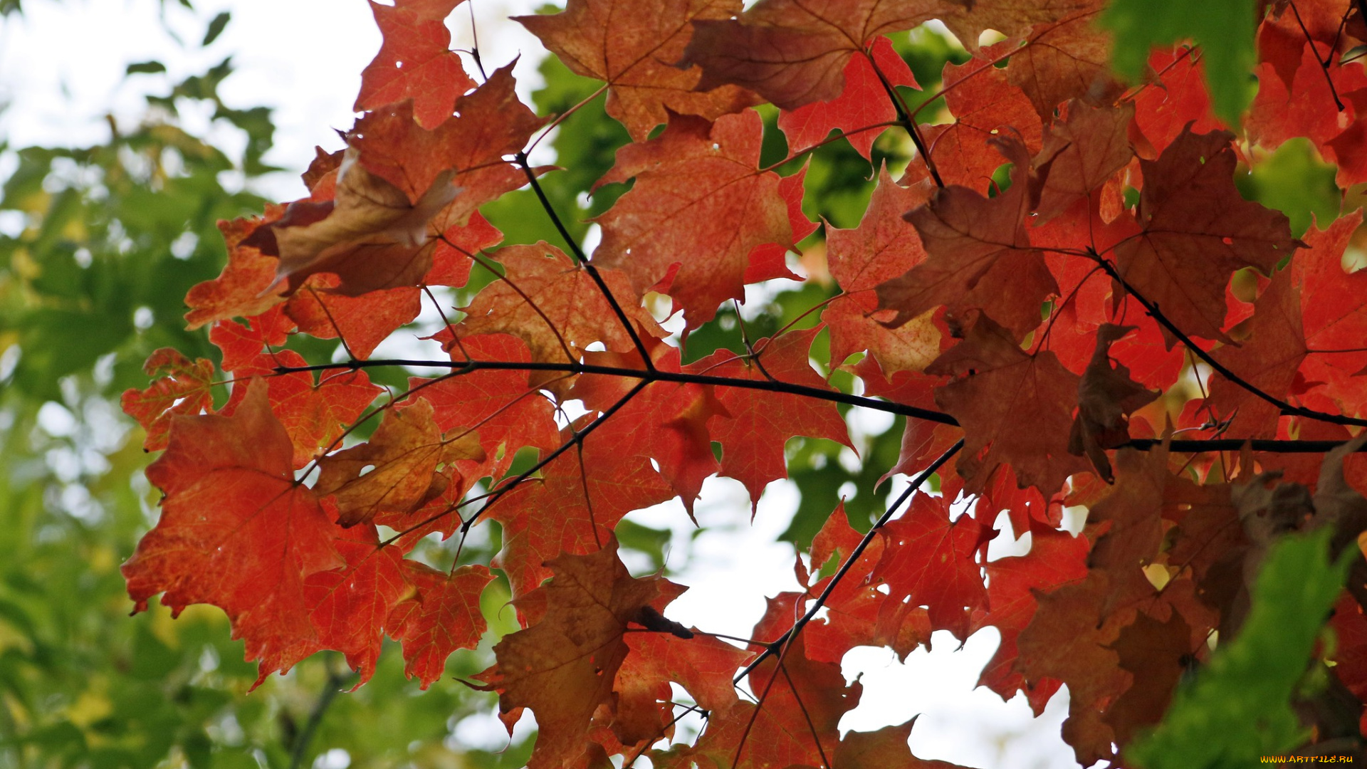 природа, листья, осень