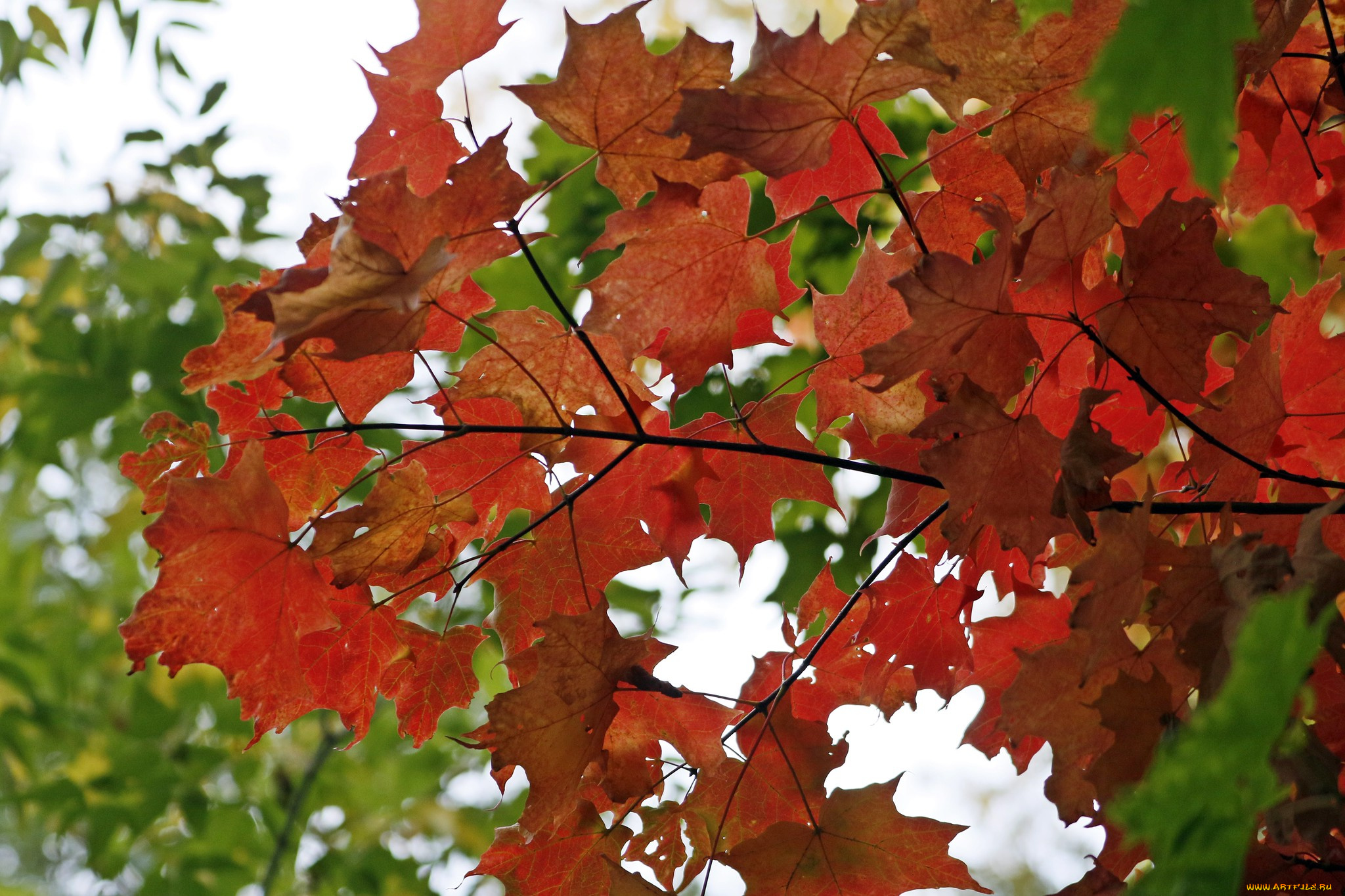 природа, листья, осень