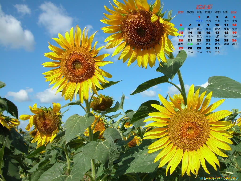 календари, цветы