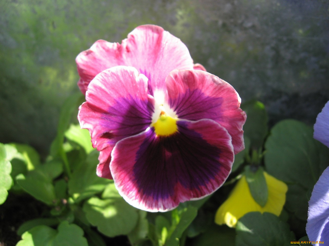 цветы, анютины, глазки, садовые, фиалки