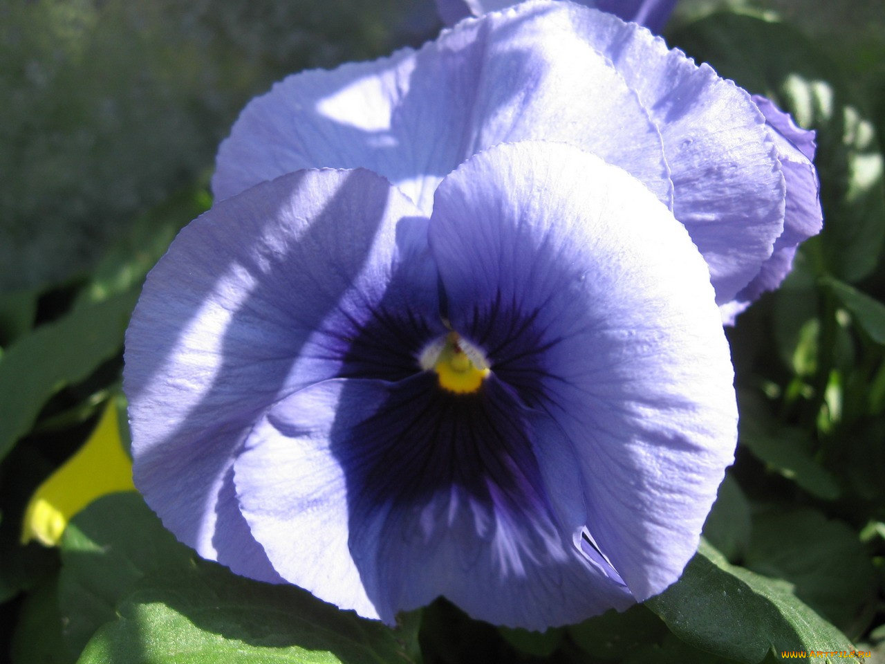 цветы, анютины, глазки, садовые, фиалки