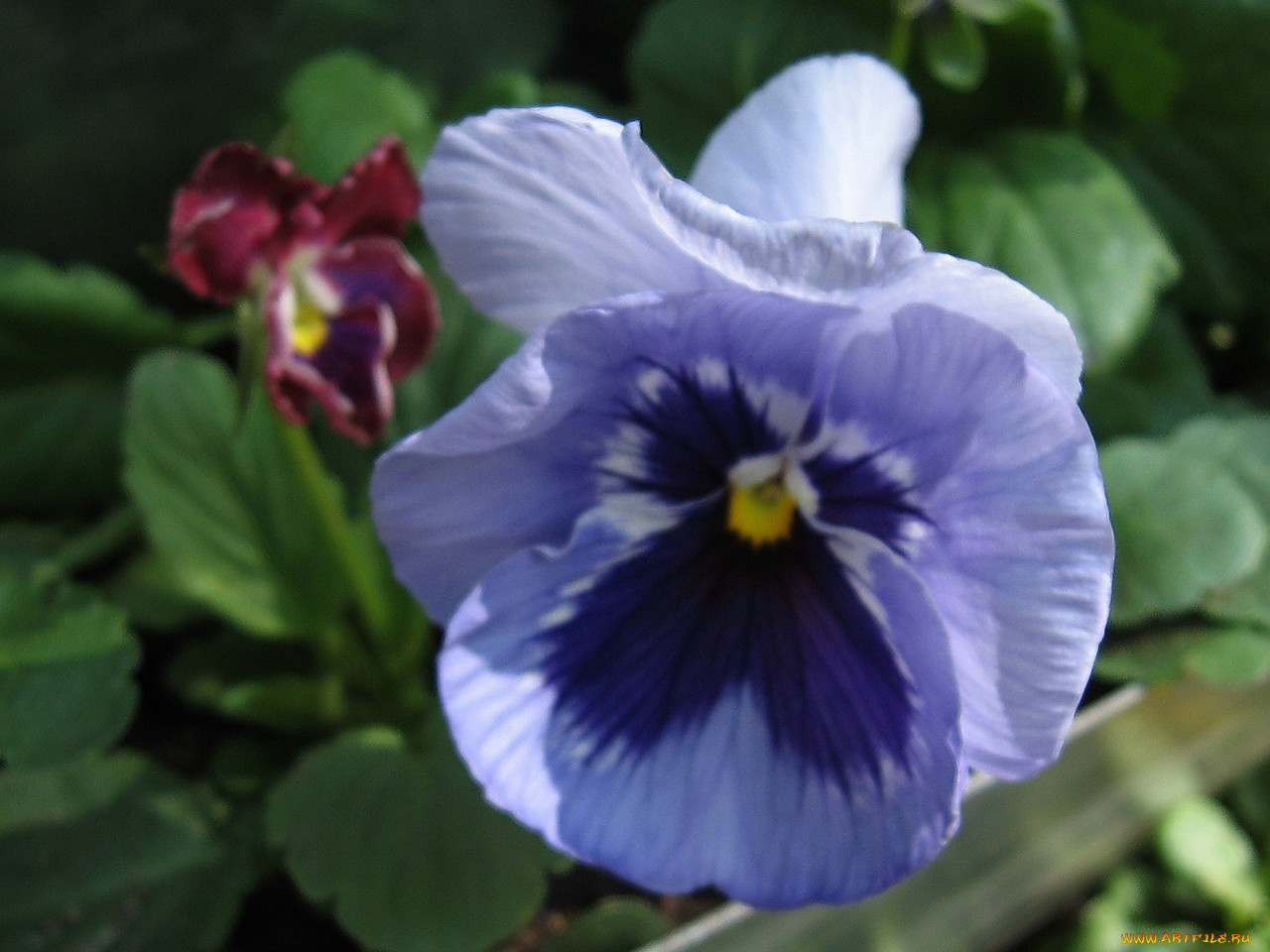 цветы, анютины, глазки, садовые, фиалки