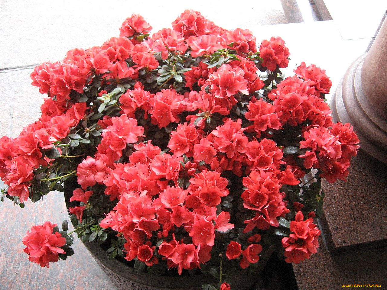 цветы, рододендроны, азалии