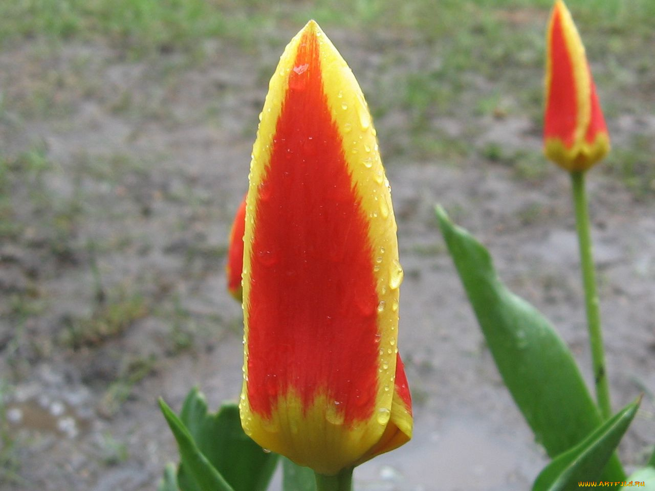 цветы, тюльпаны