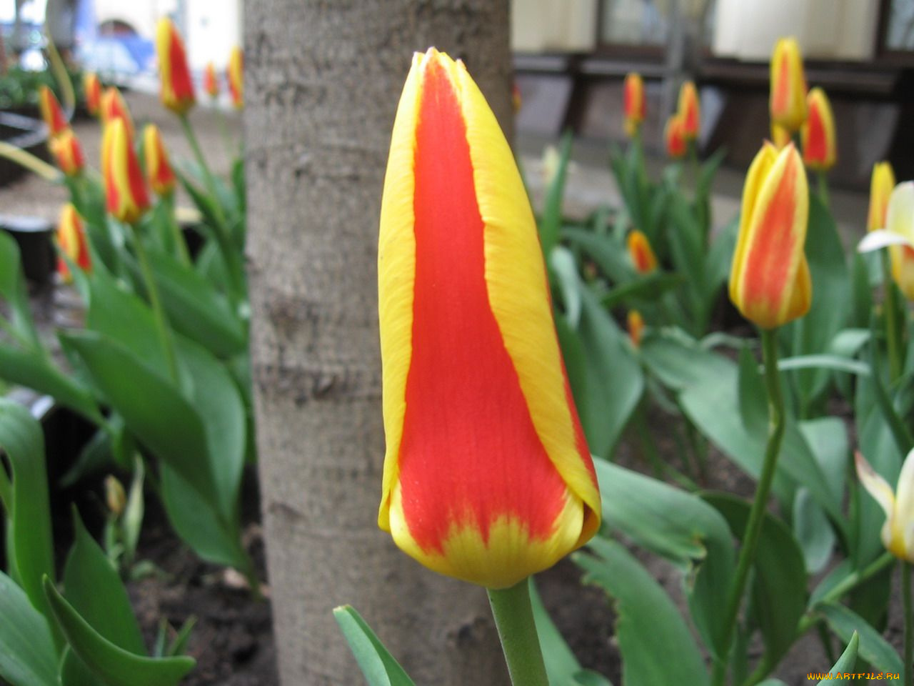 цветы, тюльпаны