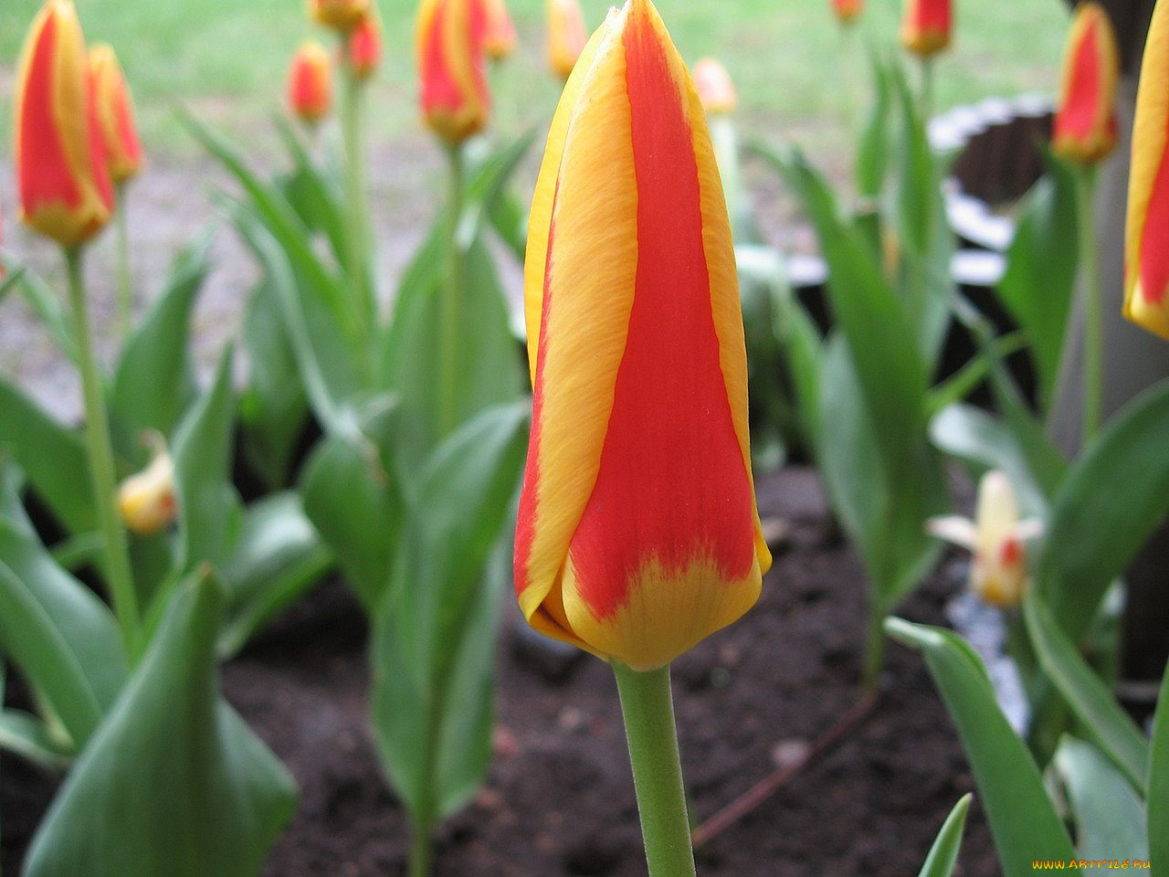 цветы, тюльпаны