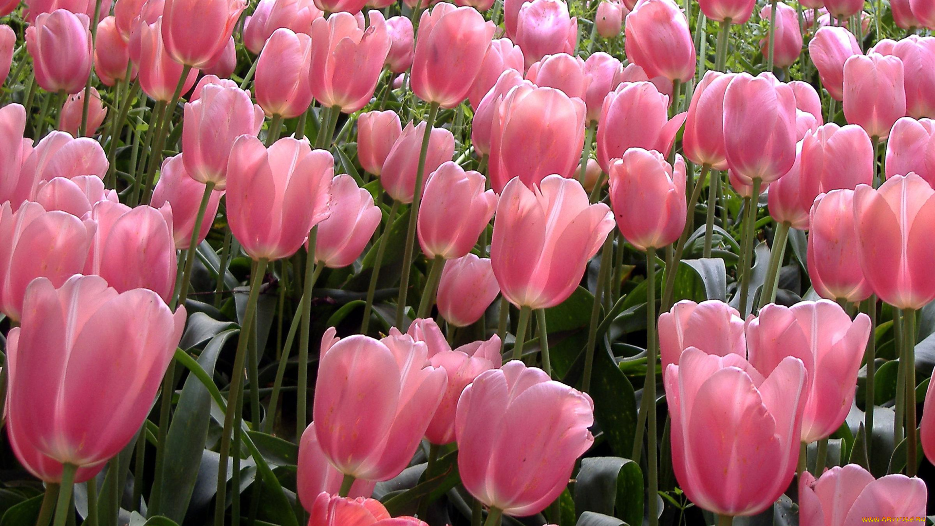 цветы, тюльпаны