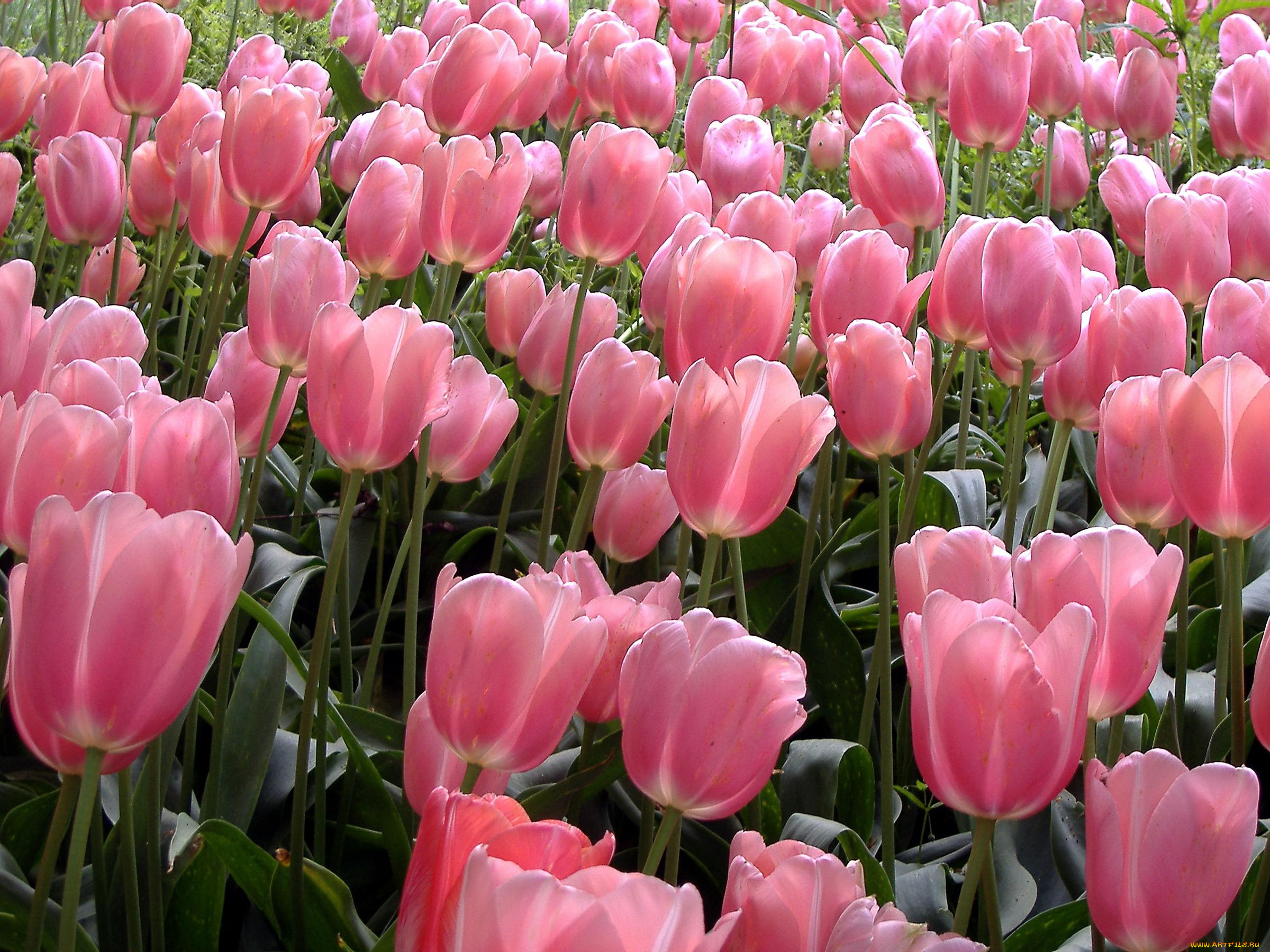 цветы, тюльпаны