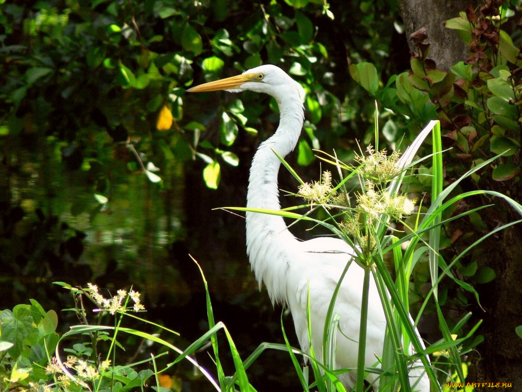 животные, цапли