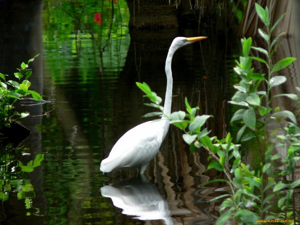 животные, цапли