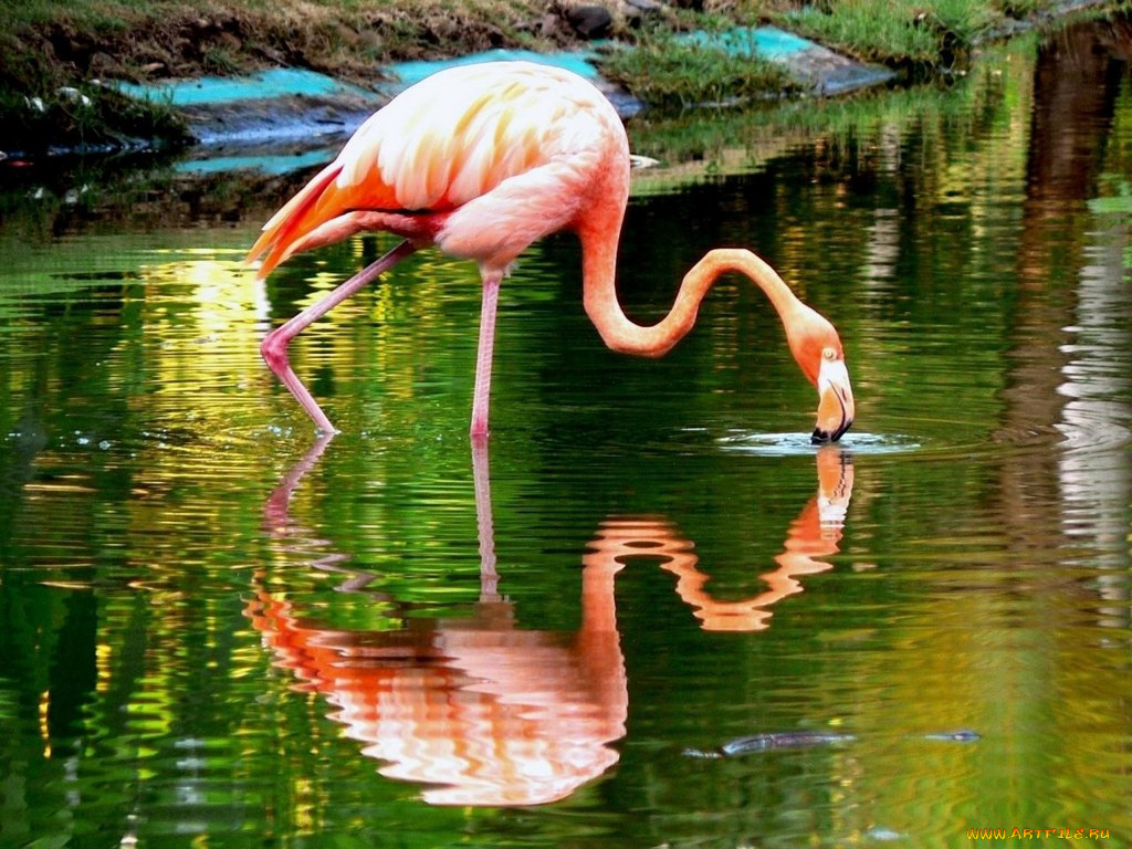 животные, фламинго
