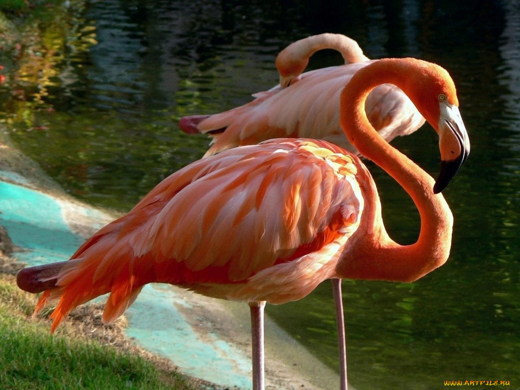 животные, фламинго