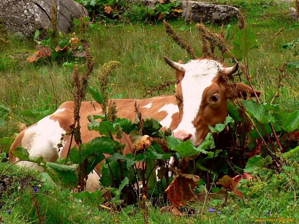 животные, коровы, буйволы