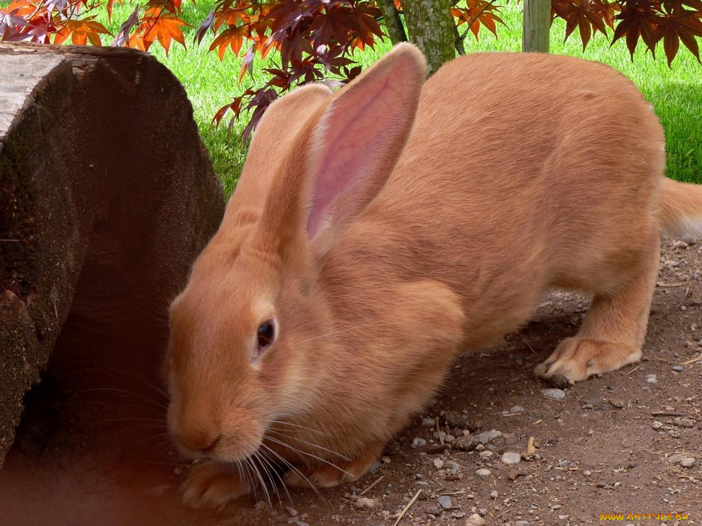 животные, кролики, зайцы