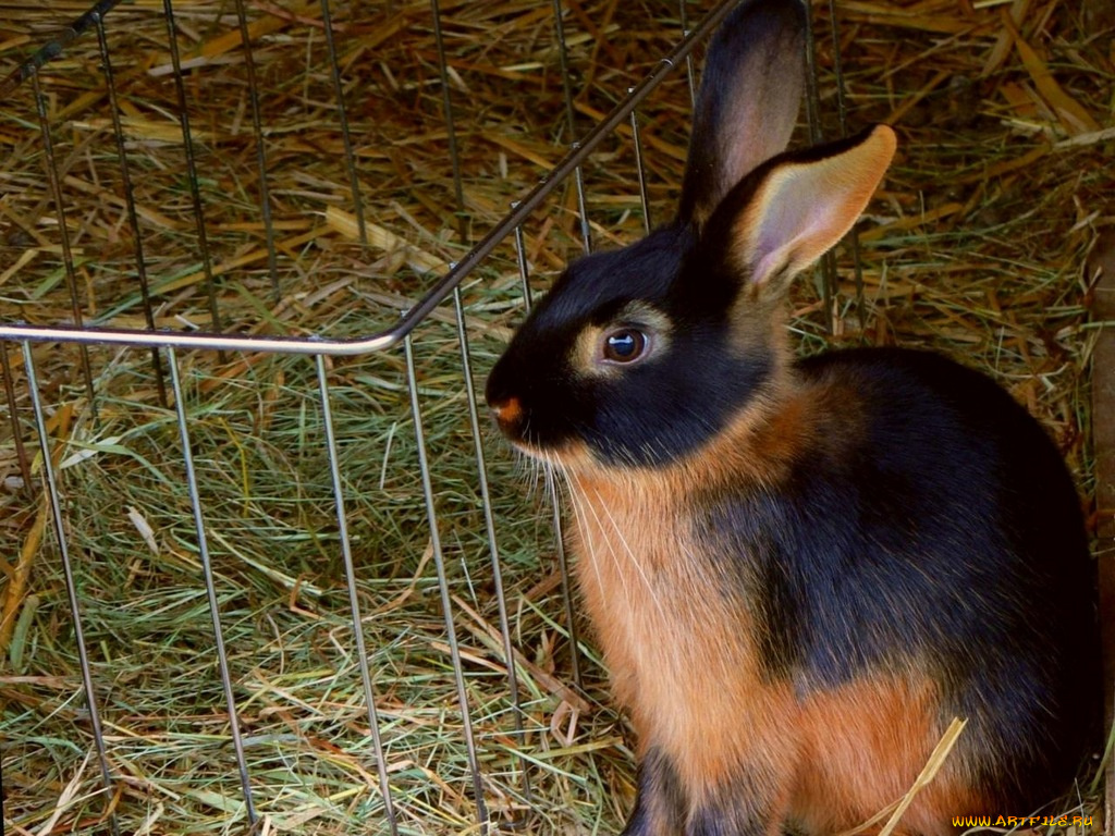 животные, кролики, зайцы