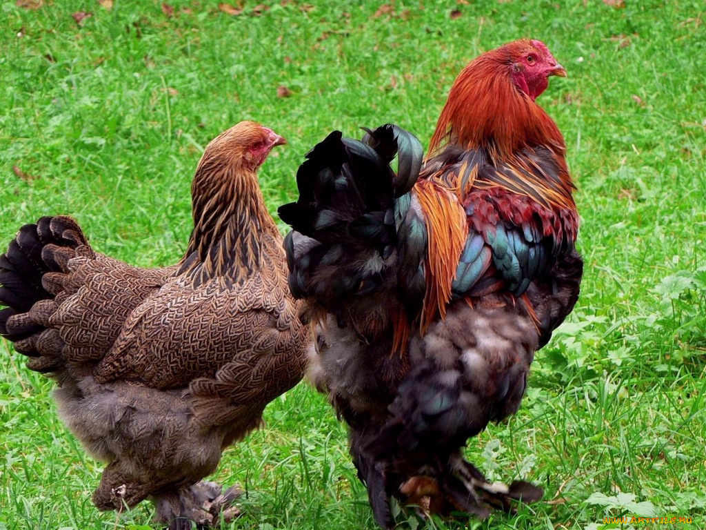 животные, куры, петухи