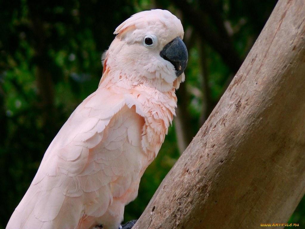 животные, попугаи