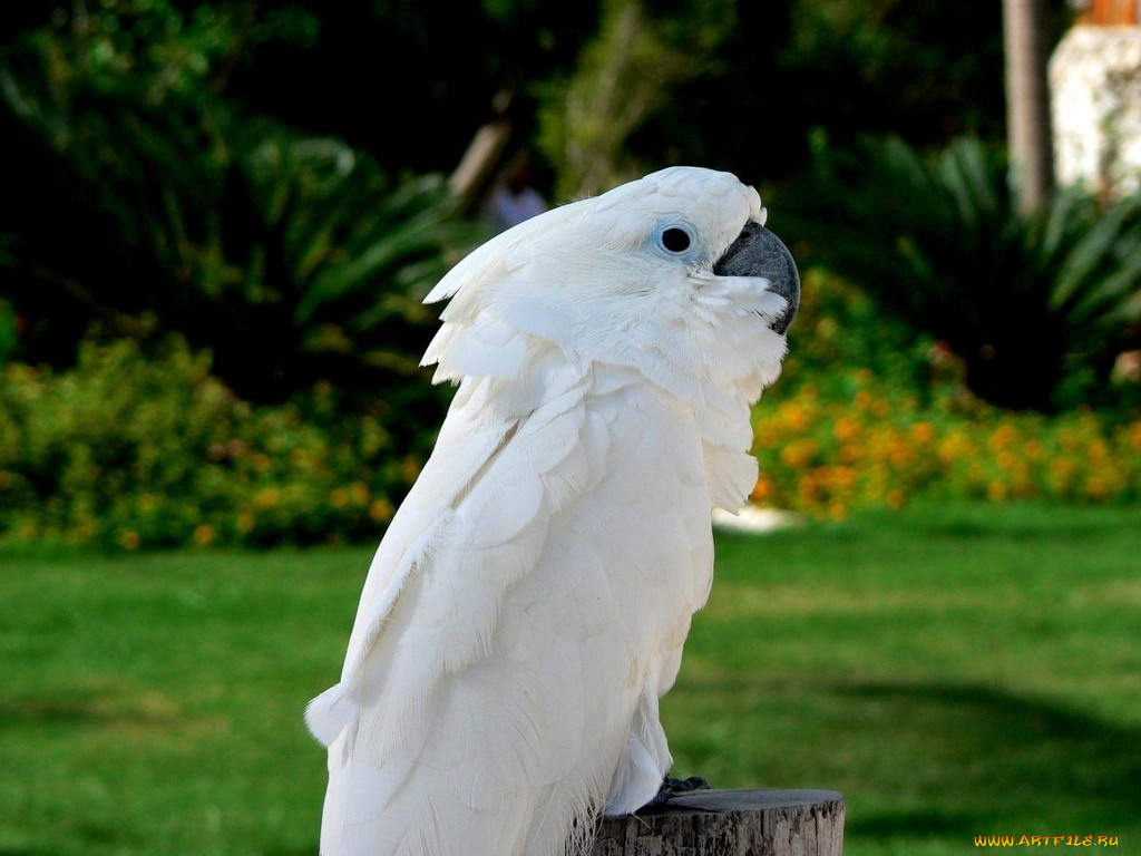 животные, попугаи