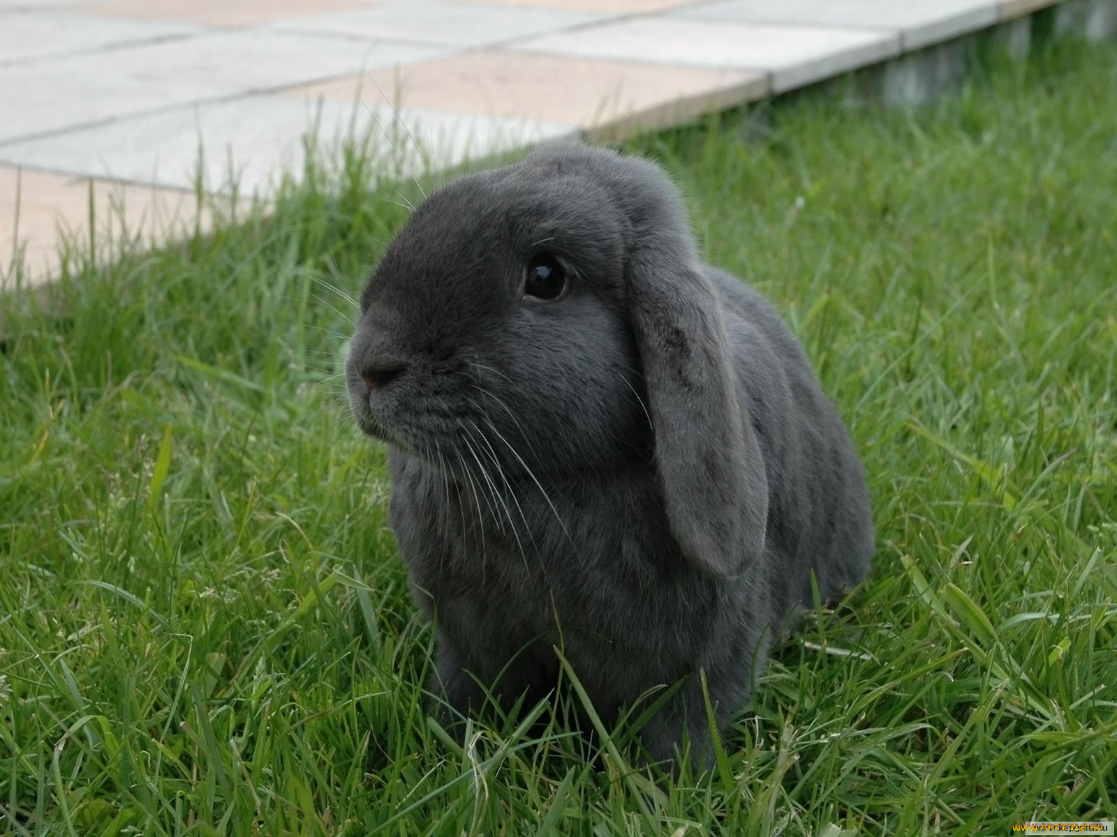 животные, кролики, зайцы