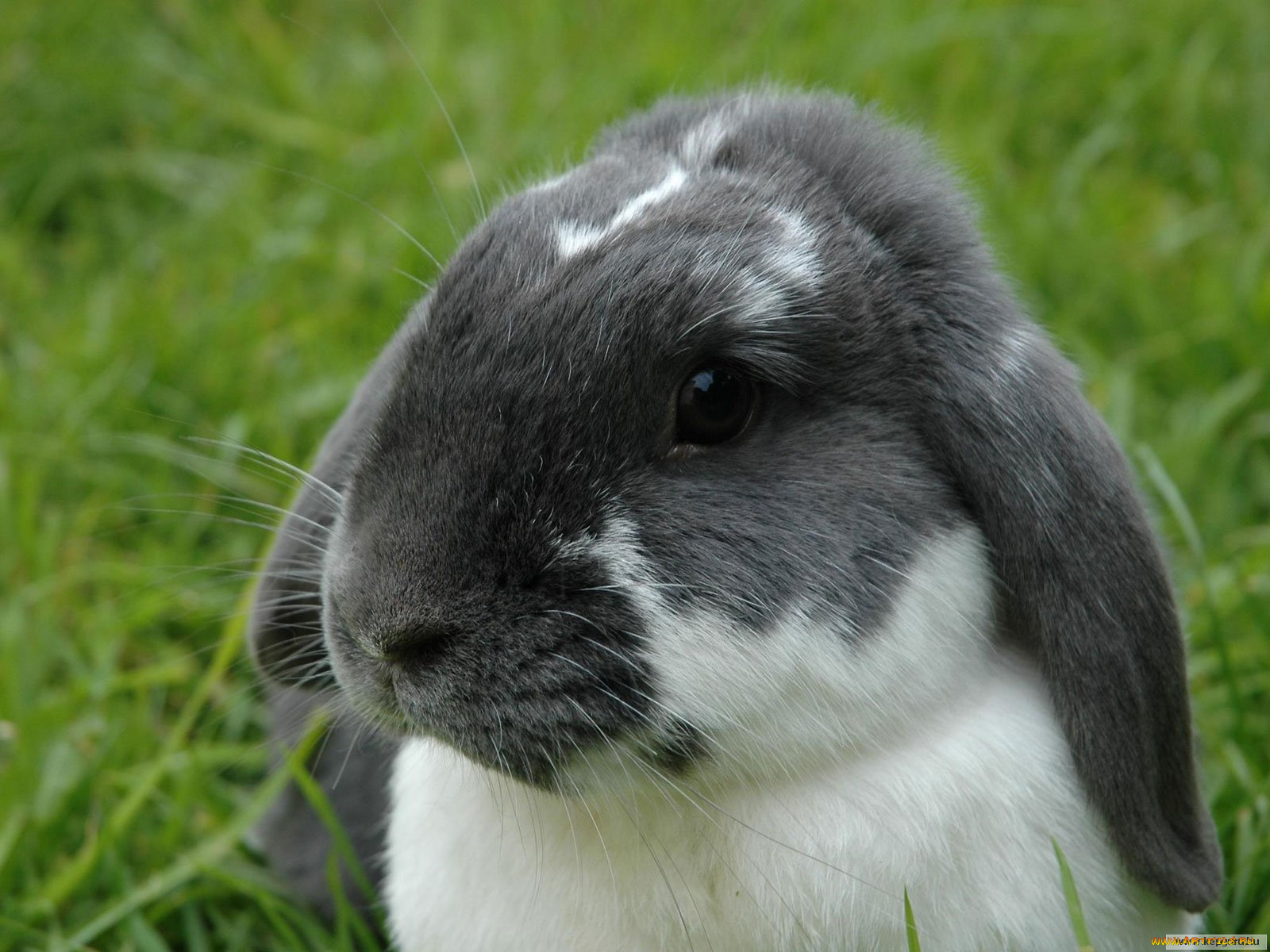 животные, кролики, зайцы