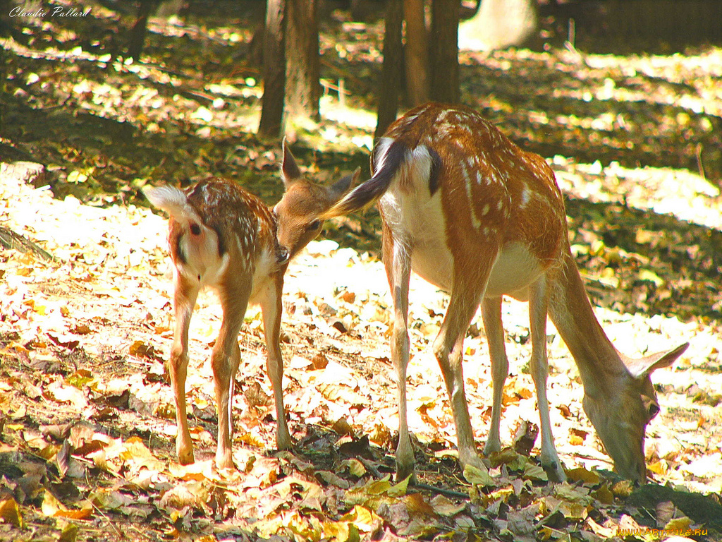 животные, олени
