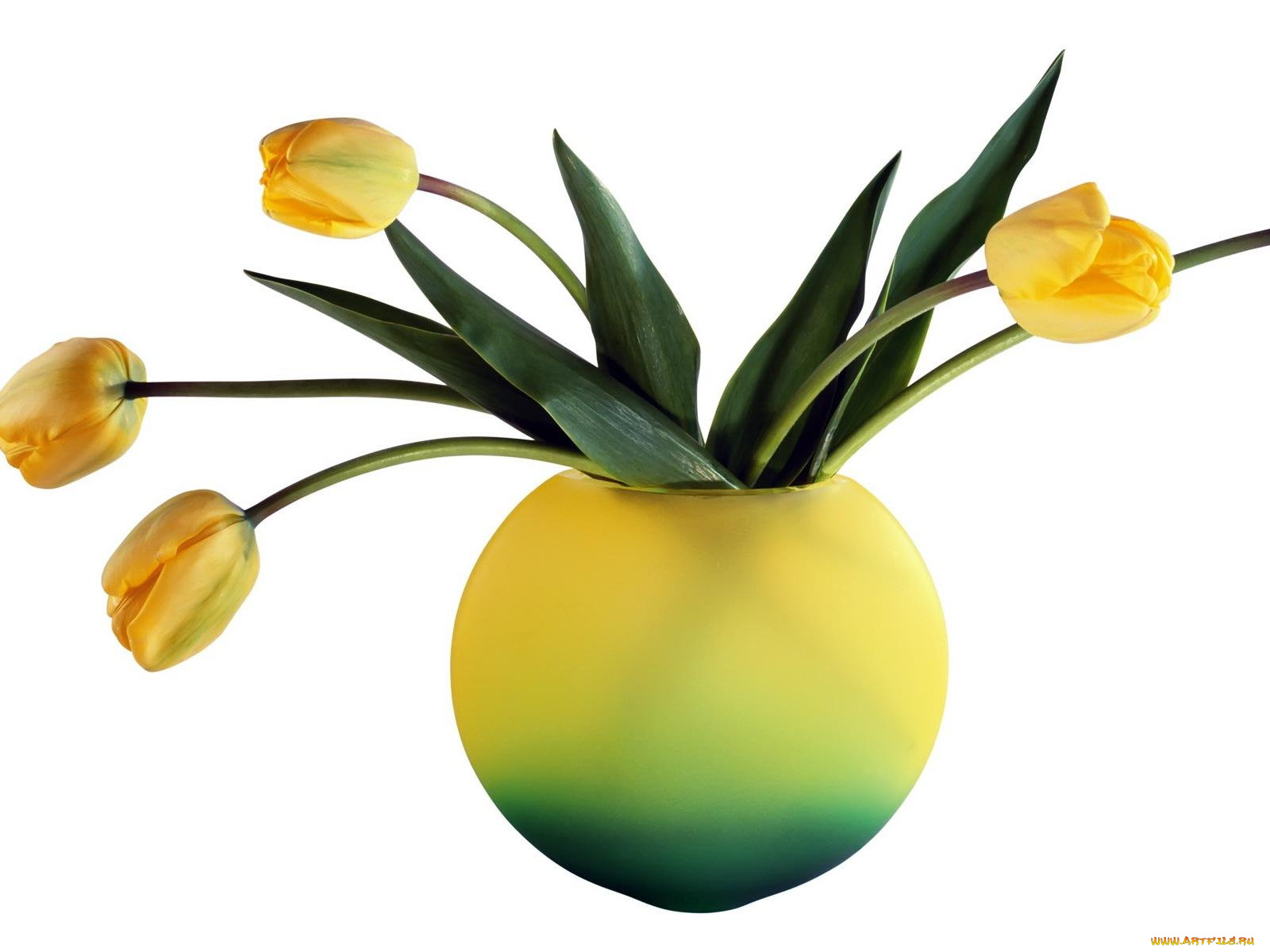 цветы, тюльпаны